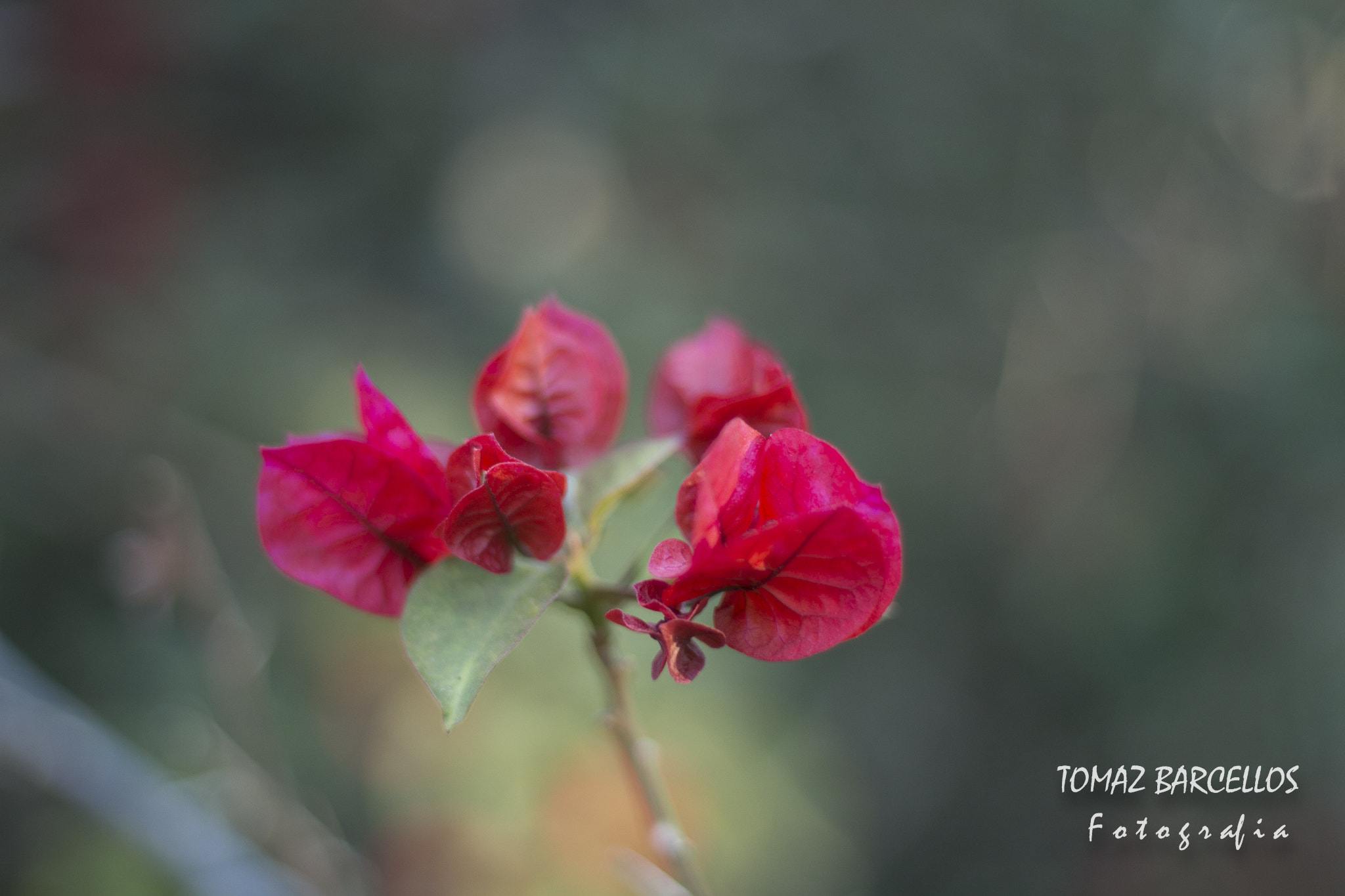 Canon EOS 100D (EOS Rebel SL1 / EOS Kiss X7) sample photo. A natureza  photography