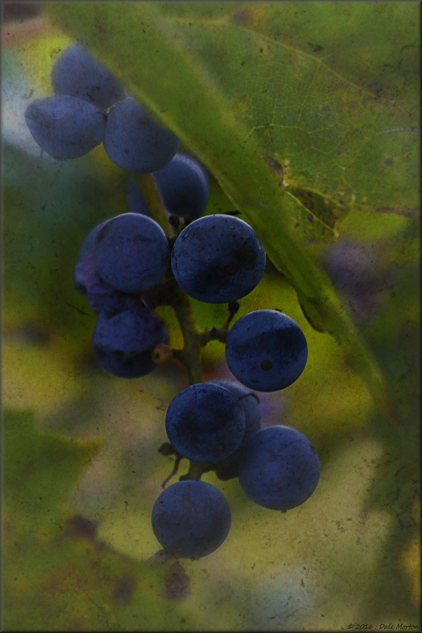 Canon EF 100-400mm F4.5-5.6L IS USM sample photo. Wild wine photography