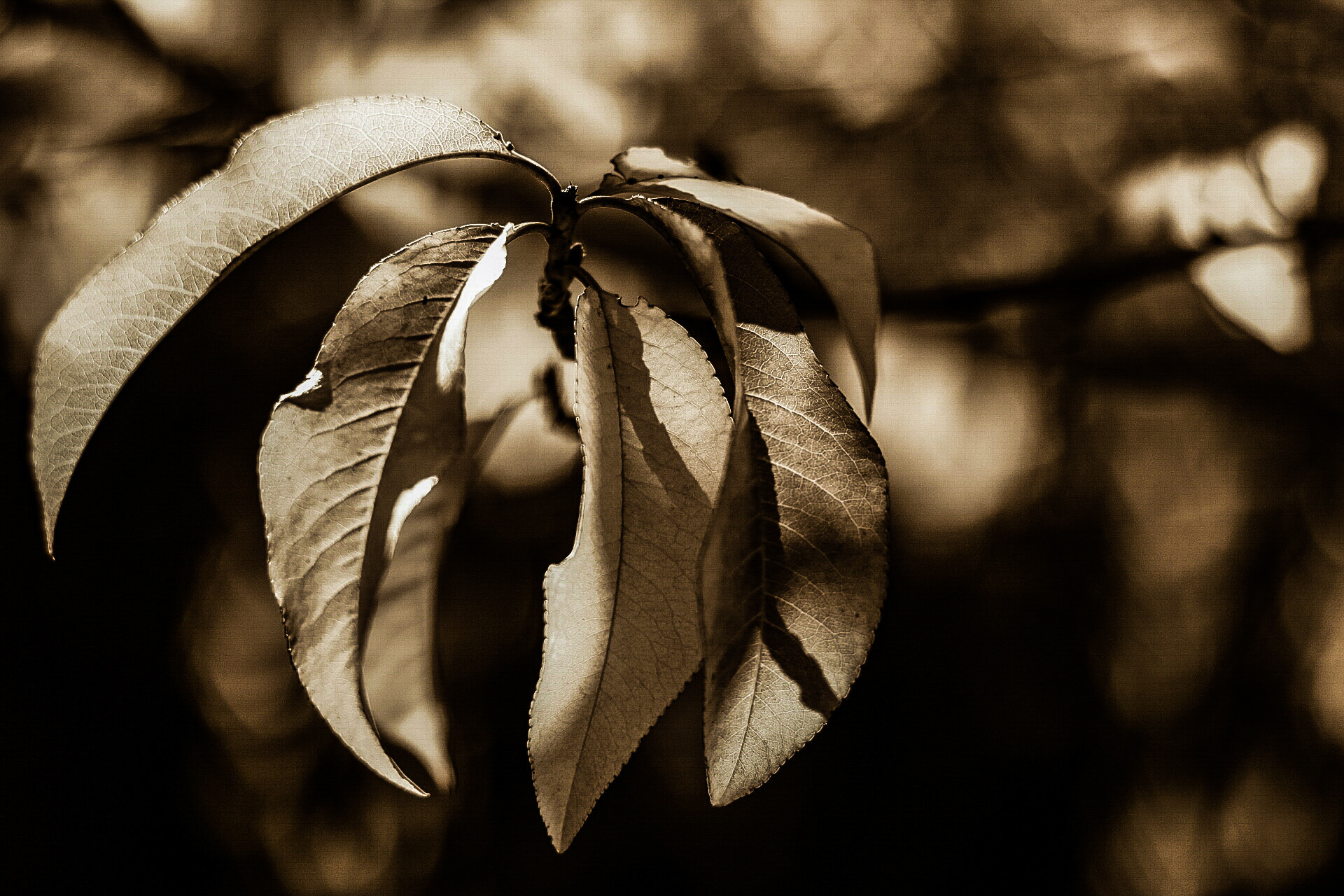 Canon EF 50mm F1.8 II sample photo. Hojas de durazno  photography