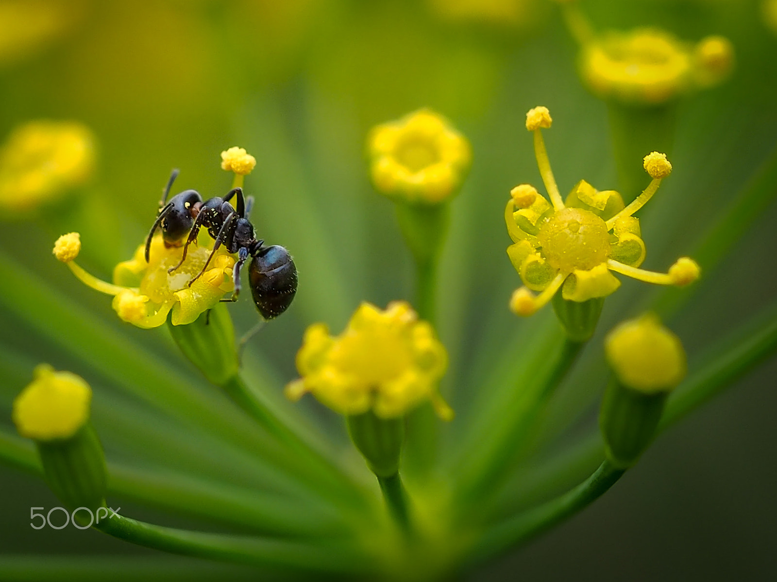Olympus M.Zuiko Digital ED 60mm F2.8 Macro sample photo. Dill ant photography