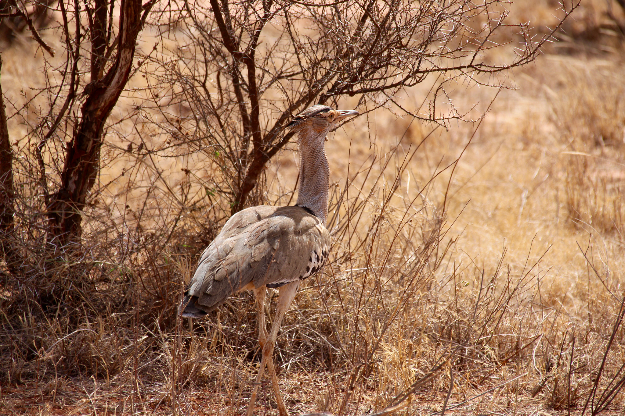 Canon EF 75-300mm F4.0-5.6 IS USM sample photo. Kori bustard photography