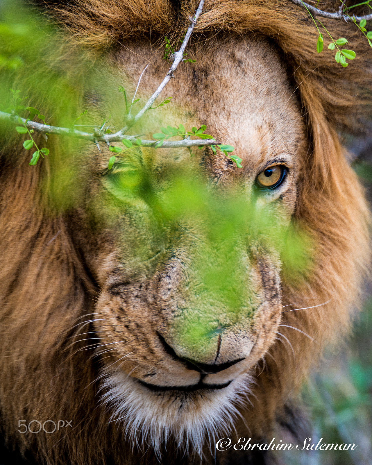 Sigma 150-600mm F5-6.3 DG OS HSM | S sample photo. "if looks could kill" photography