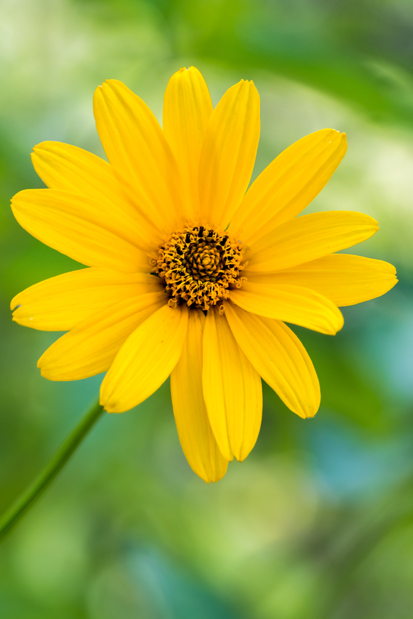 Canon EF 100mm F2.8L Macro IS USM sample photo. Oh happy days photography