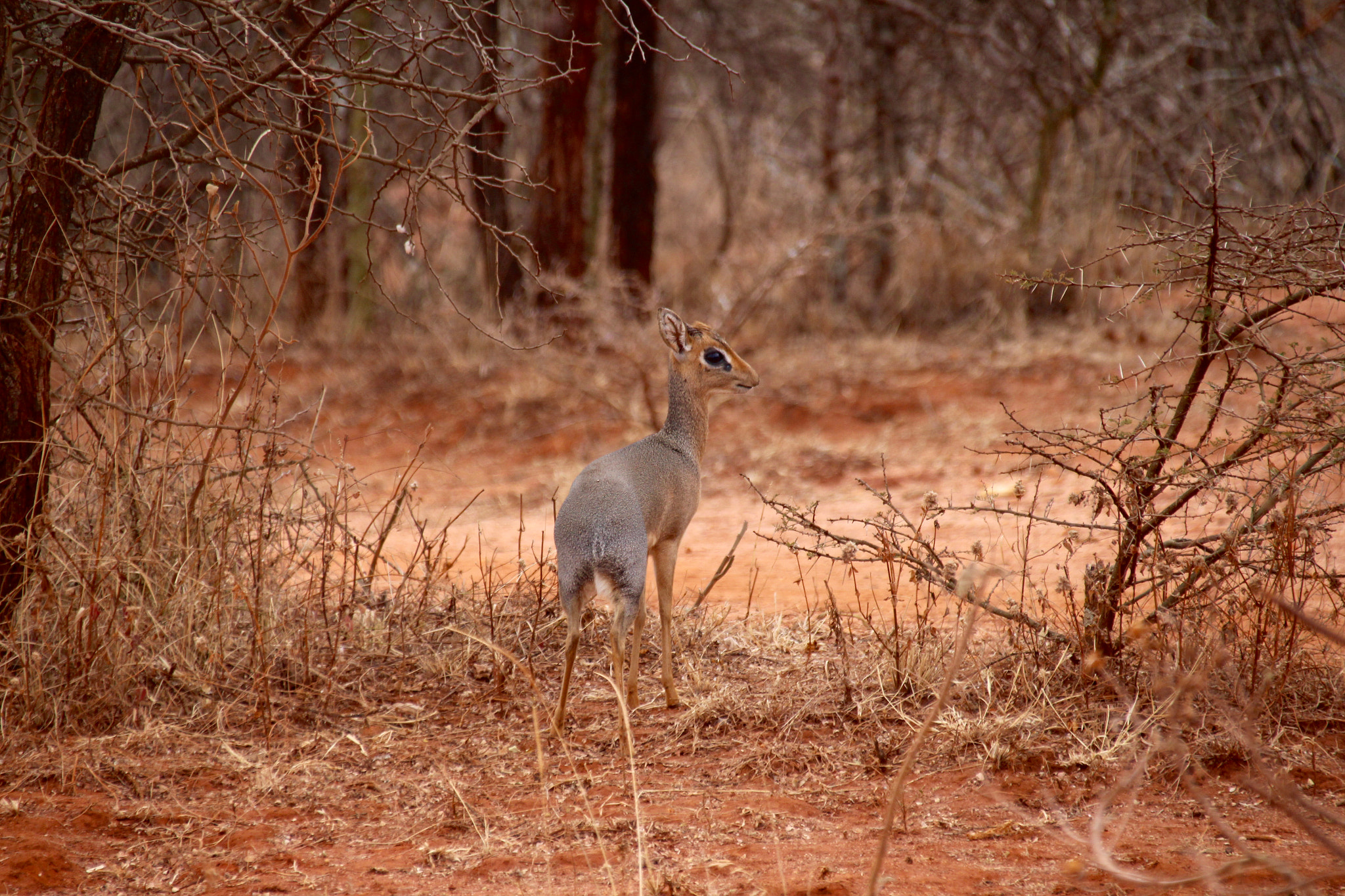 Canon EF 75-300mm F4.0-5.6 IS USM sample photo. Dik -dik photography
