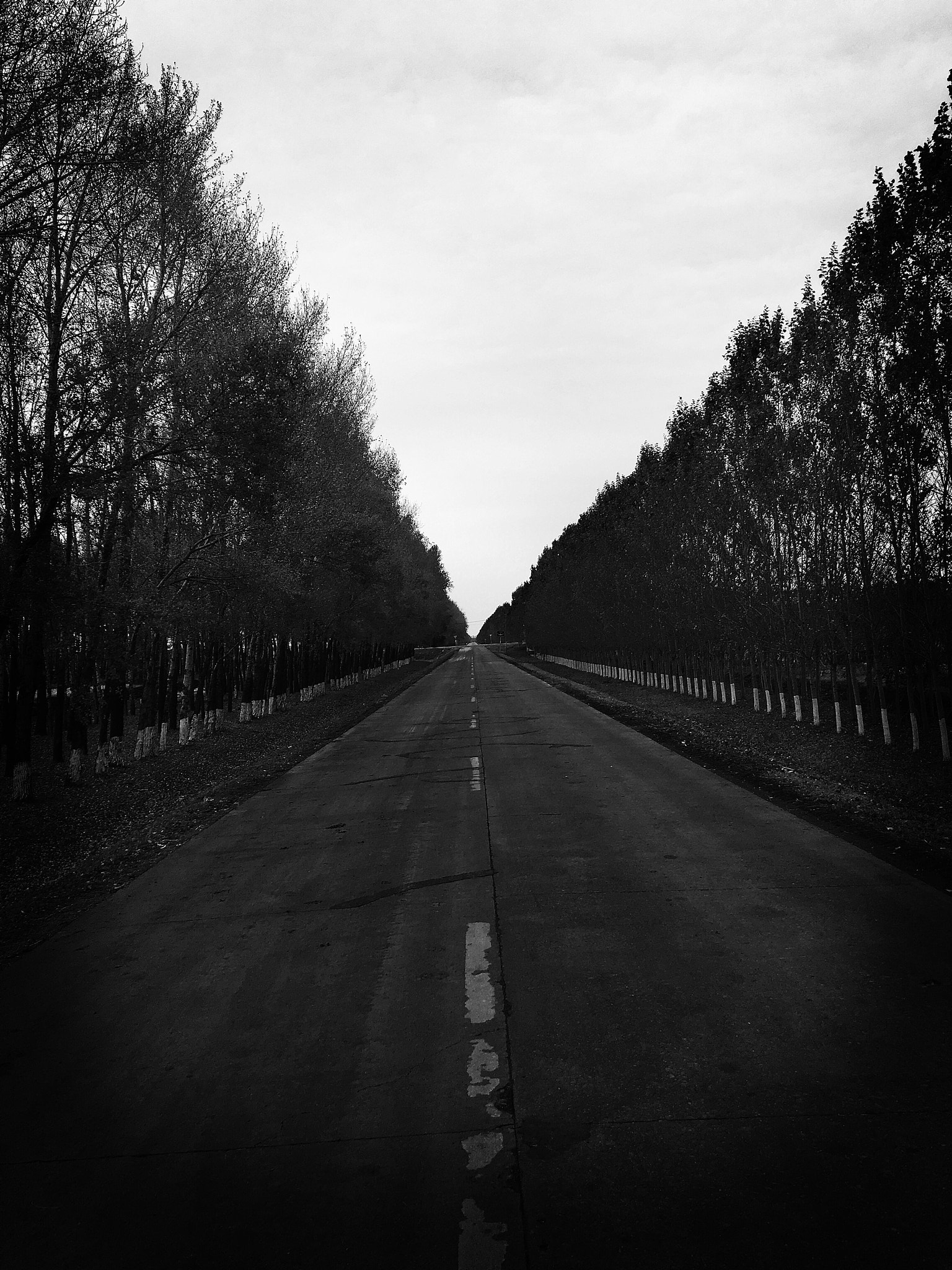 Blackie Camera sample photo. Woods and road photography