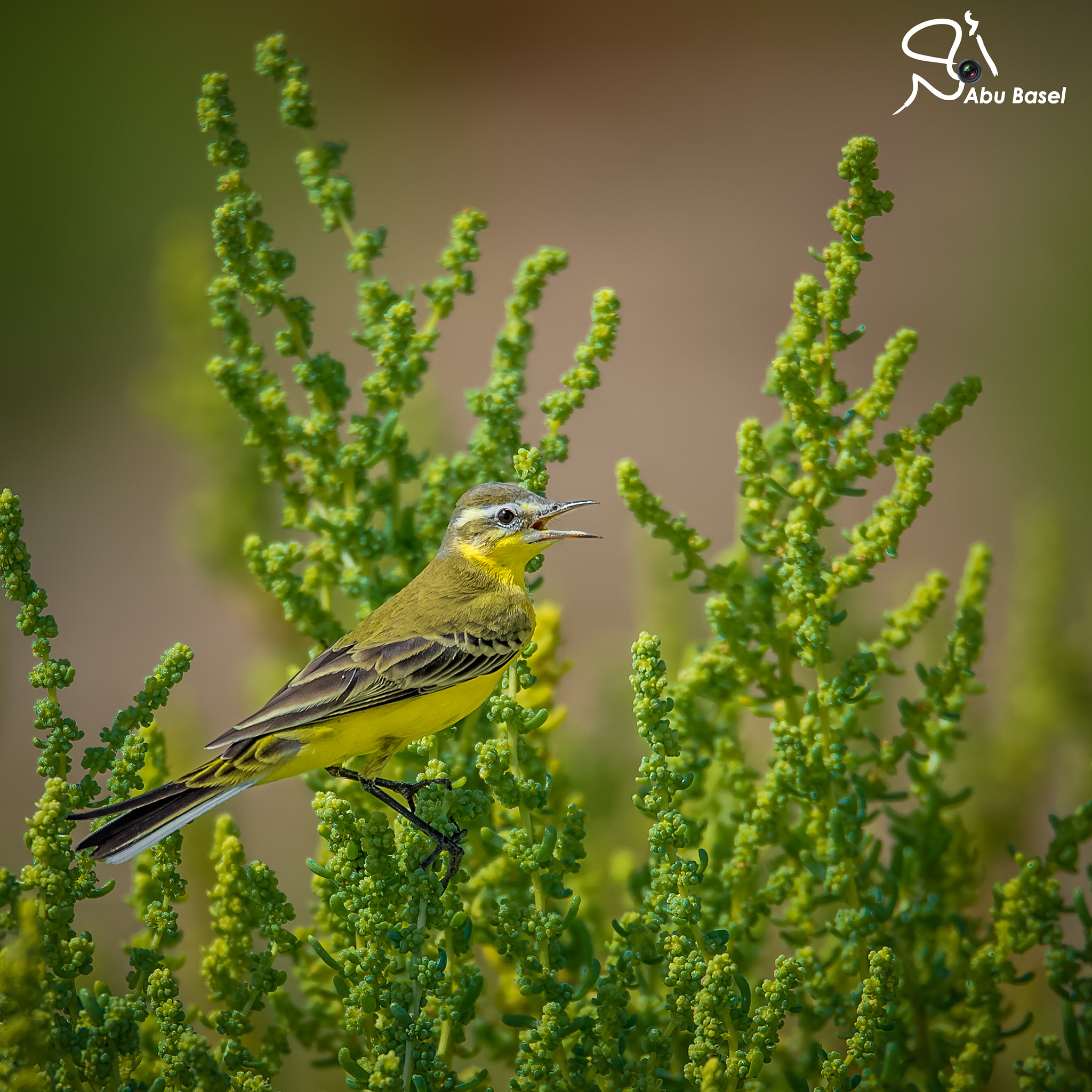 Sigma 150-600mm F5-6.3 DG OS HSM | S sample photo