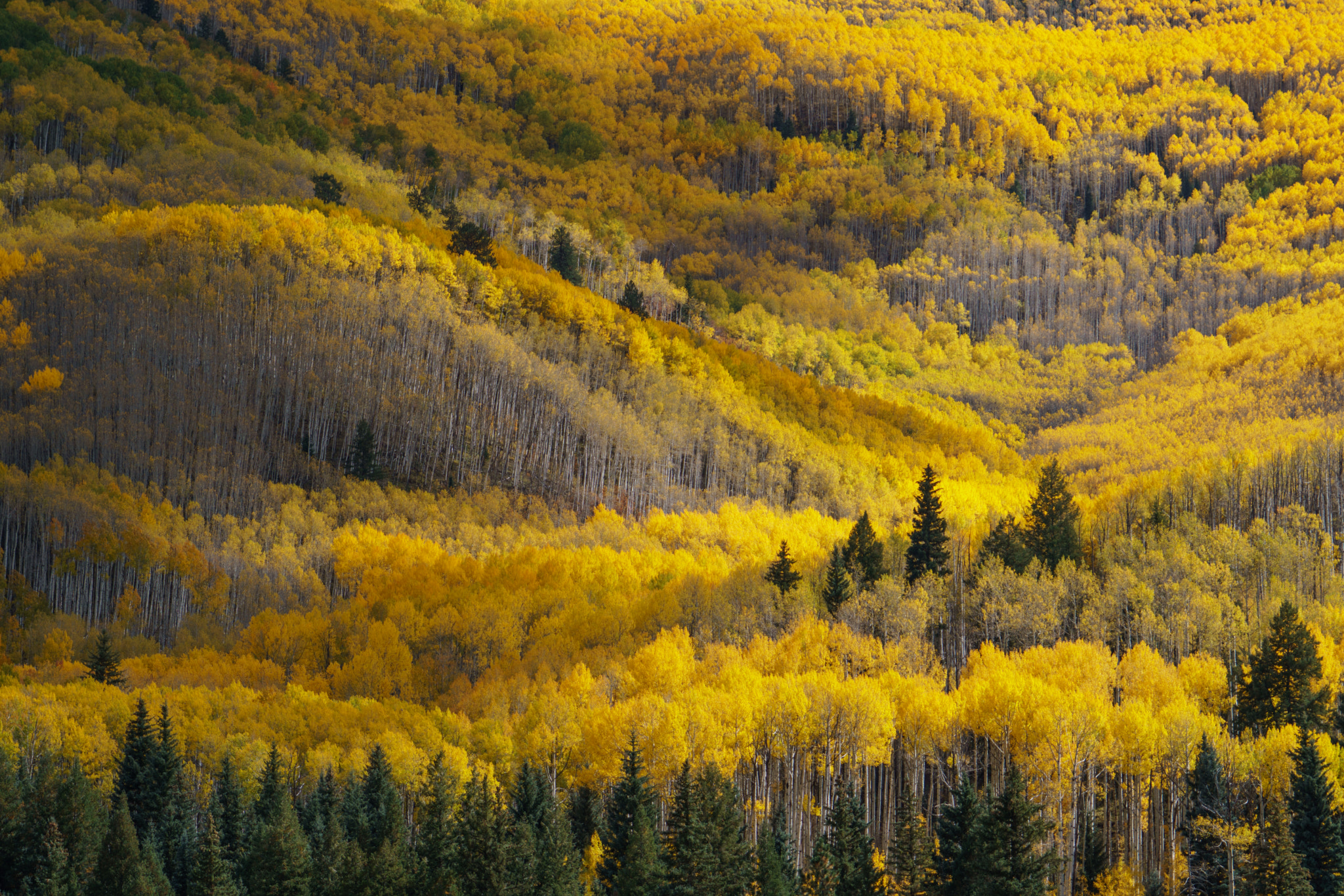 Sony a6300 + Sony FE 24-240mm F3.5-6.3 OSS sample photo. Fall in colorado photography