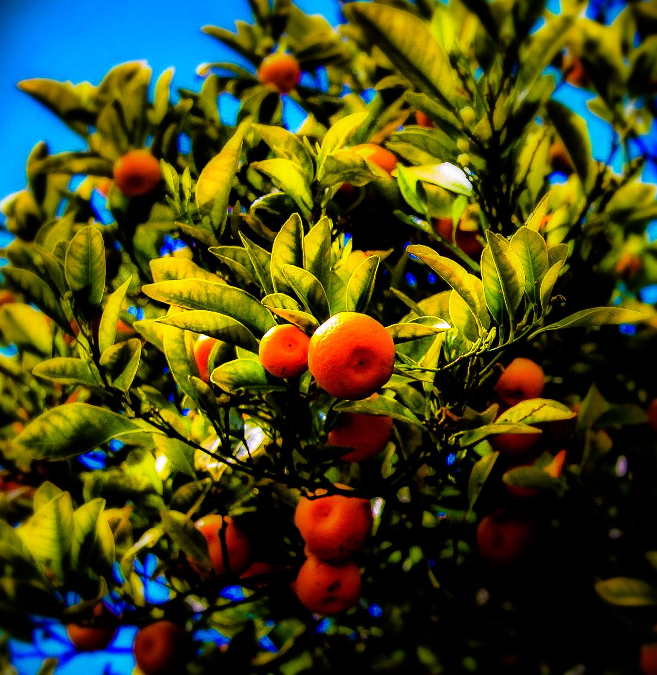Canon EOS 50D sample photo. Tangerine dream photography