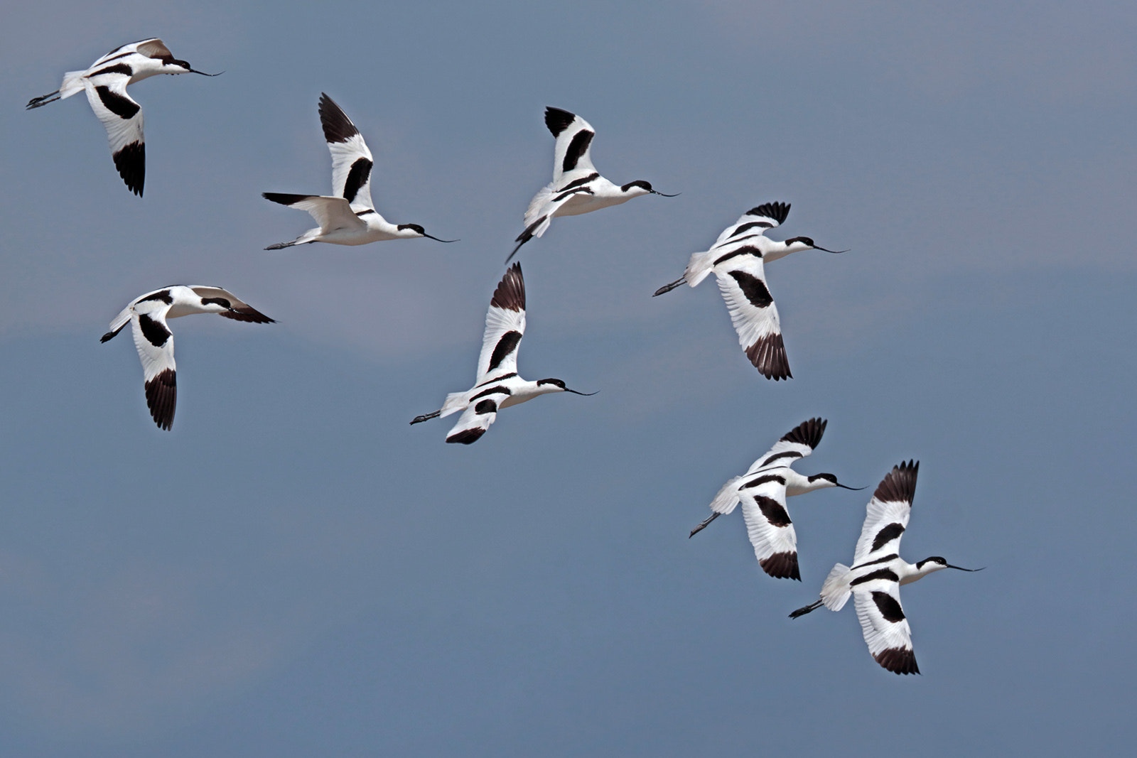 Canon EOS 7D Mark II sample photo. Avocets photography