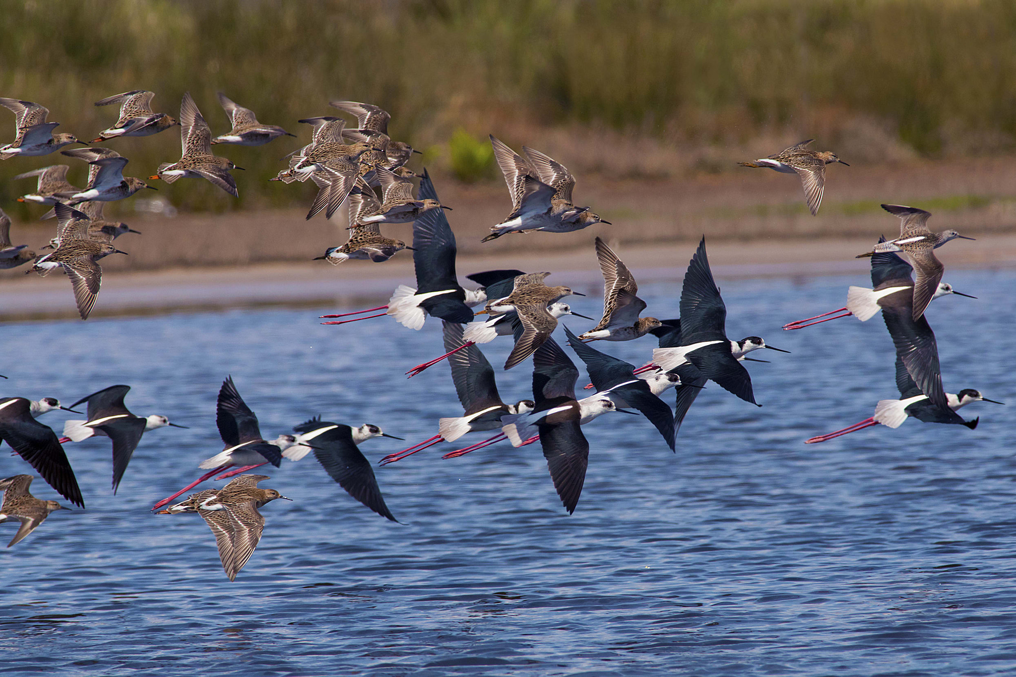 Canon EF 300mm f/2.8L + 1.4x sample photo. Stilts photography
