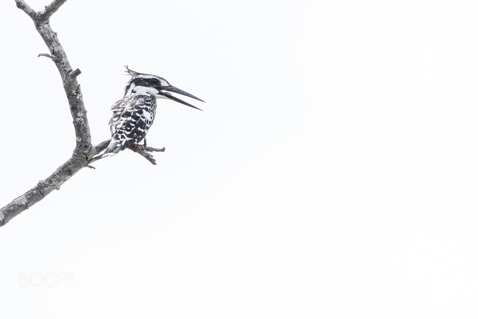 Canon EF 600mm F4L IS II USM sample photo. Pied kingfisher photography