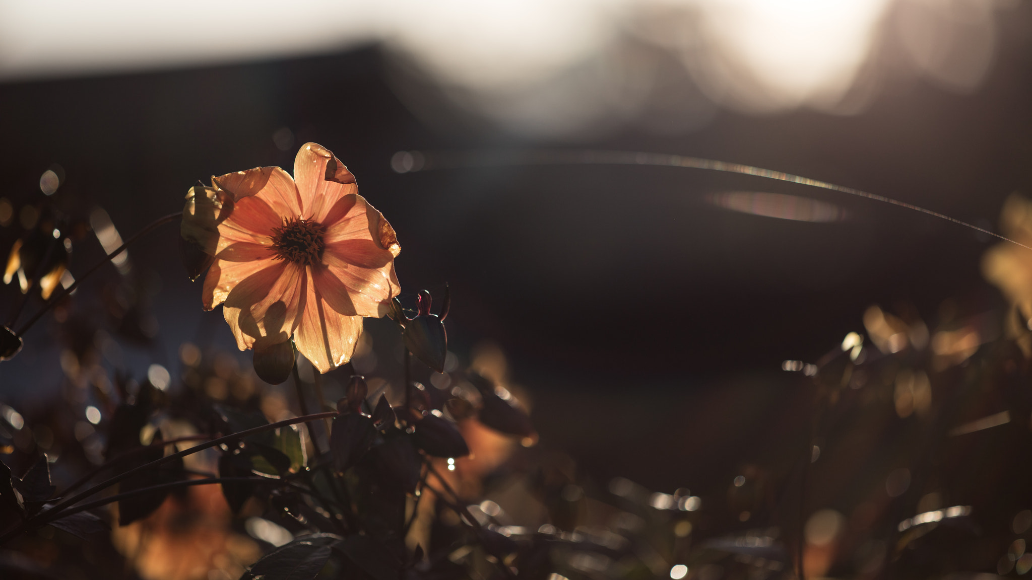Canon EOS 5DS R + ZEISS Apo Sonnar T* 135mm F2 sample photo. Backlight photography