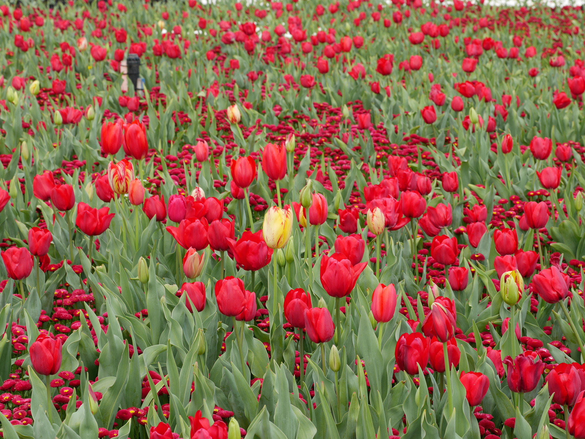 Panasonic DMC-GM1S sample photo. Field of red - location: floriade, commonwealth park, act, australia photography