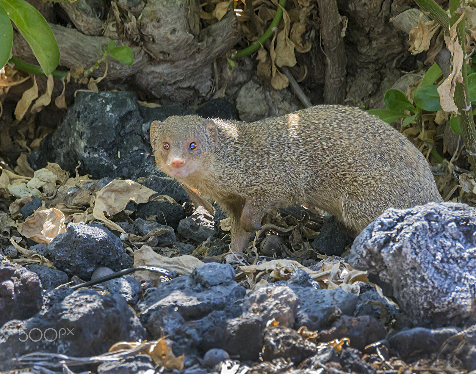 Nikon D7100 sample photo. Hawaiian mongoose photography