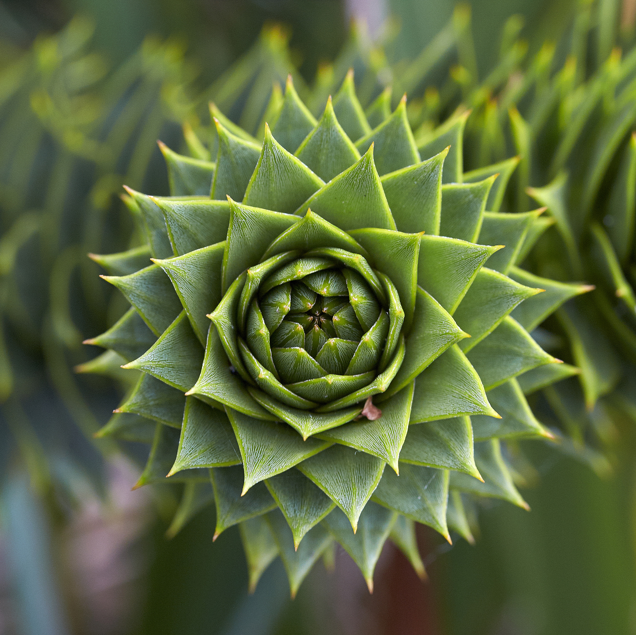 Sigma 105mm F2.8 EX DG OS HSM sample photo. Pattern photography
