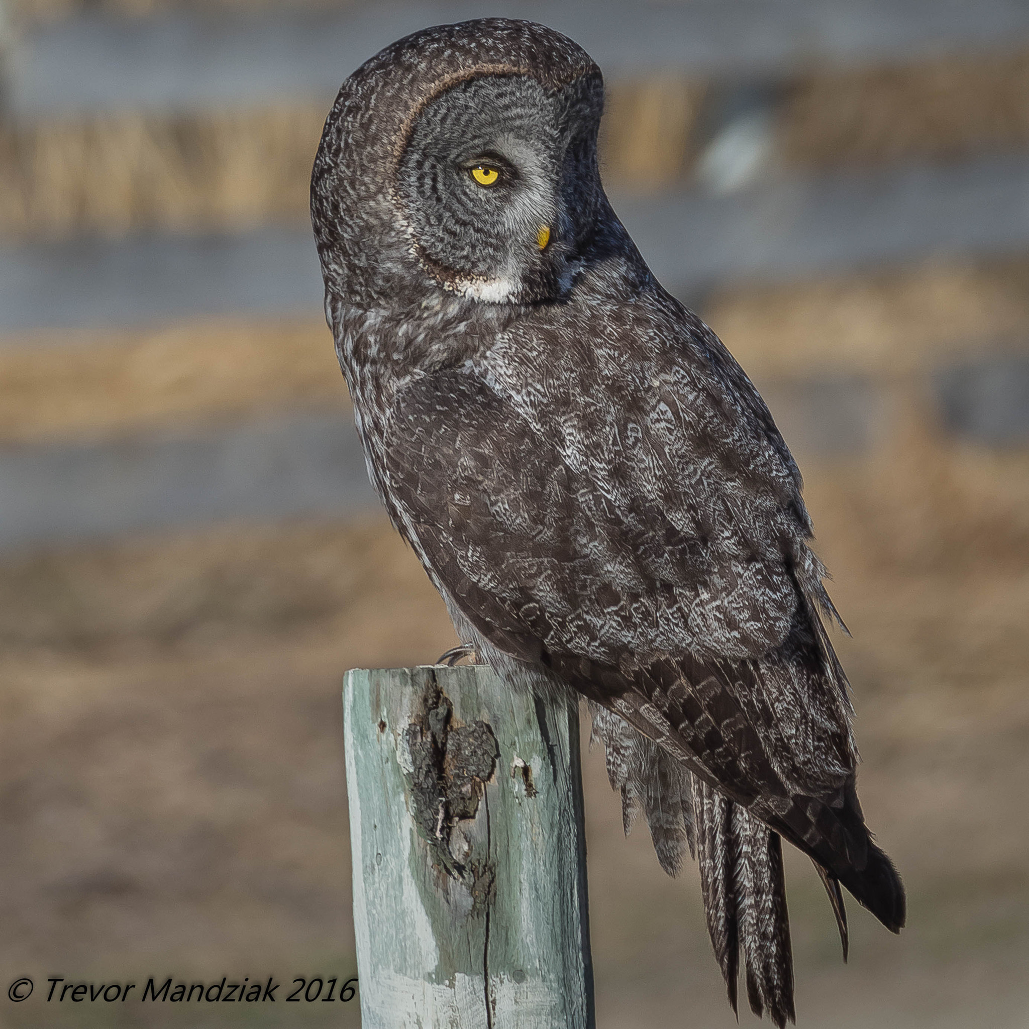 Olympus OM-D E-M10 II sample photo. Great grey keeping an eye out for breakfast photography
