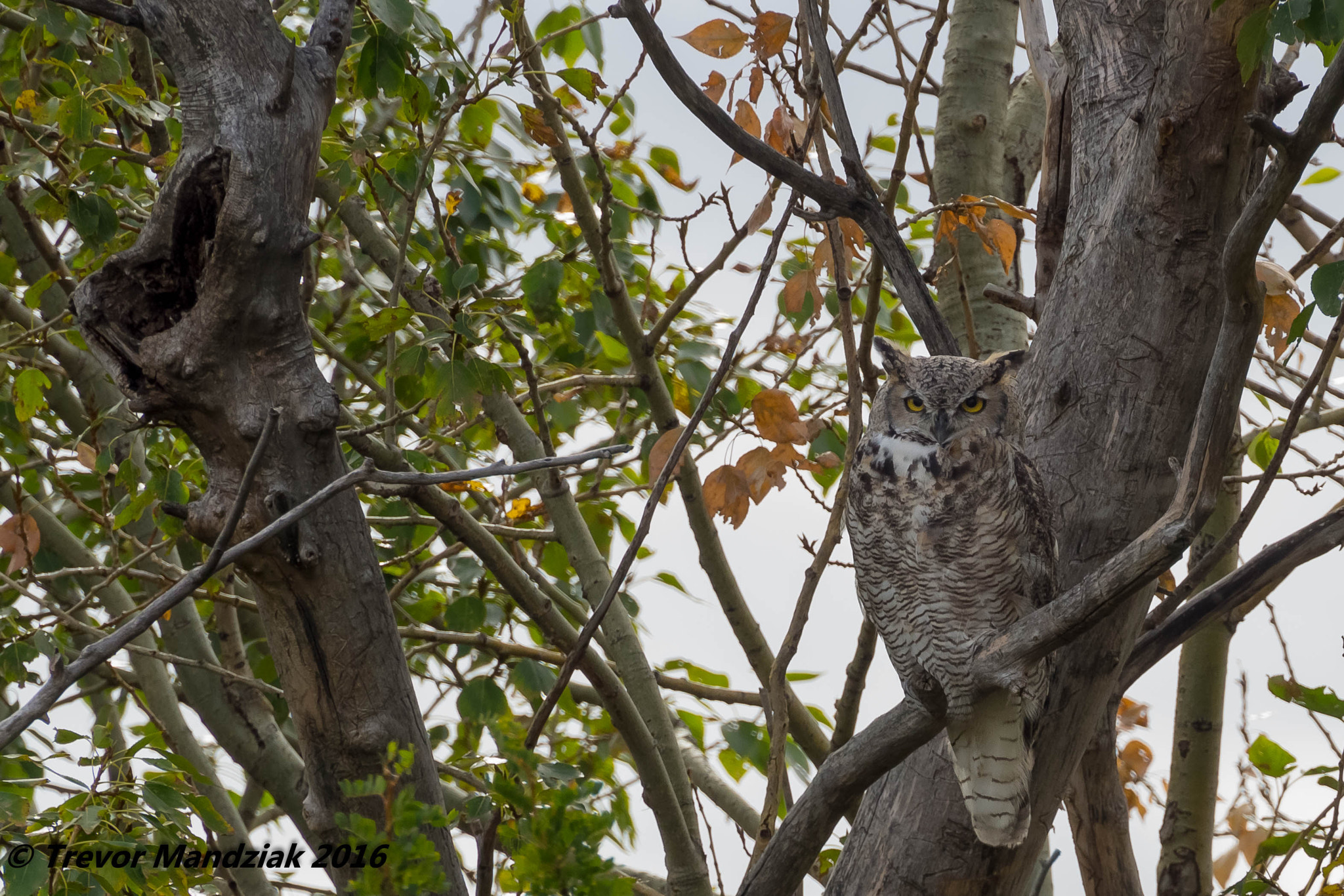 Olympus OM-D E-M10 II sample photo. Great horned owl with some early fall couloirs photography