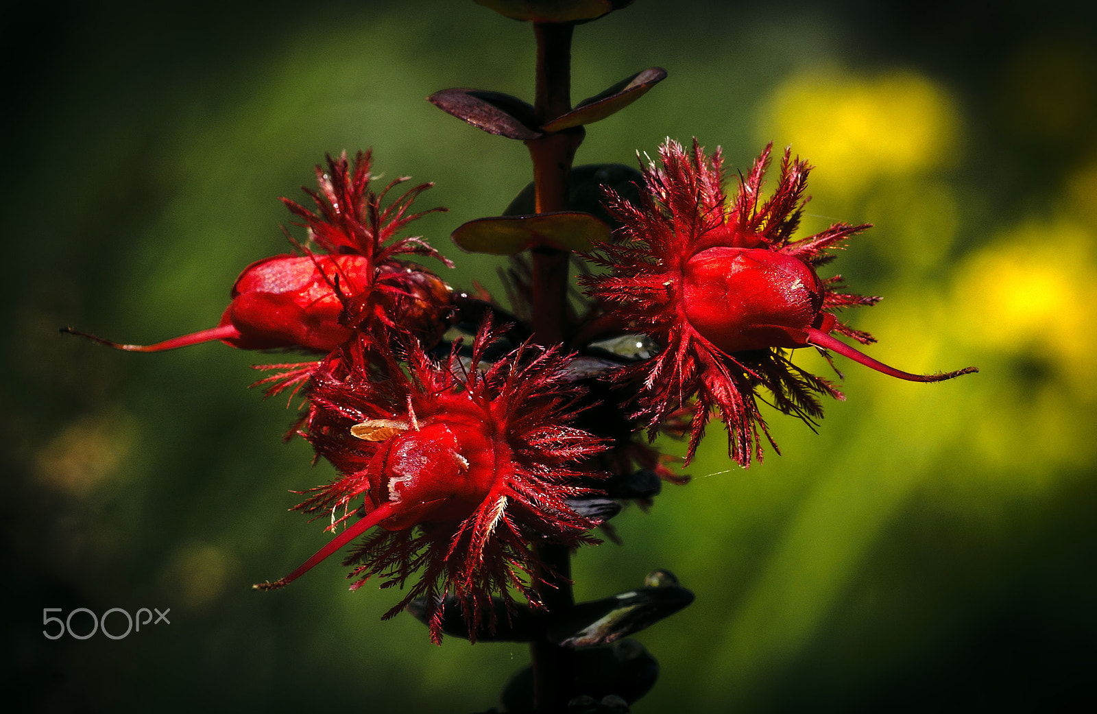 Sony a99 II + Sony 100mm F2.8 Macro sample photo. Wildflowers photography