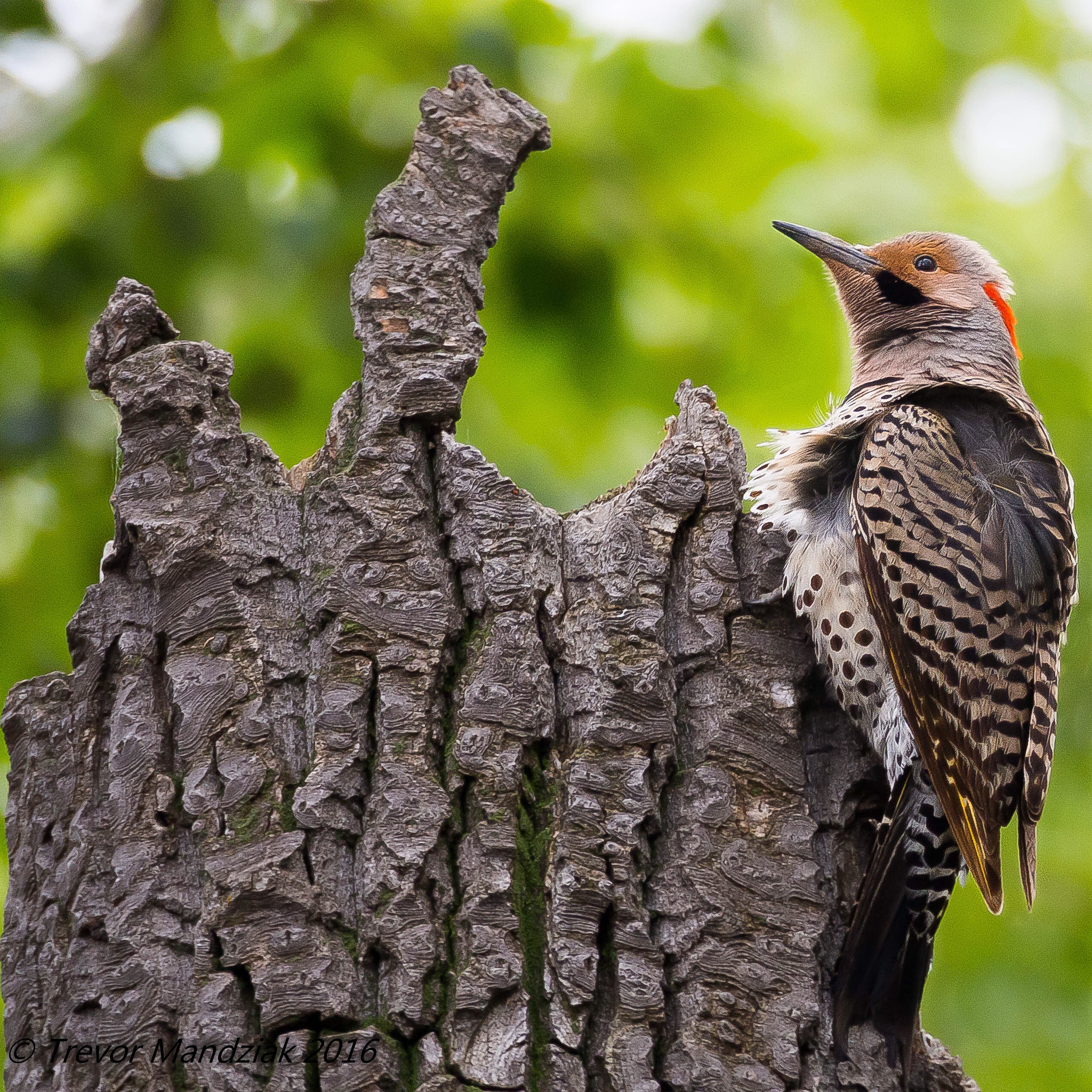 Olympus OM-D E-M10 II sample photo. Northern flicker doing its thing...looking pretty! photography