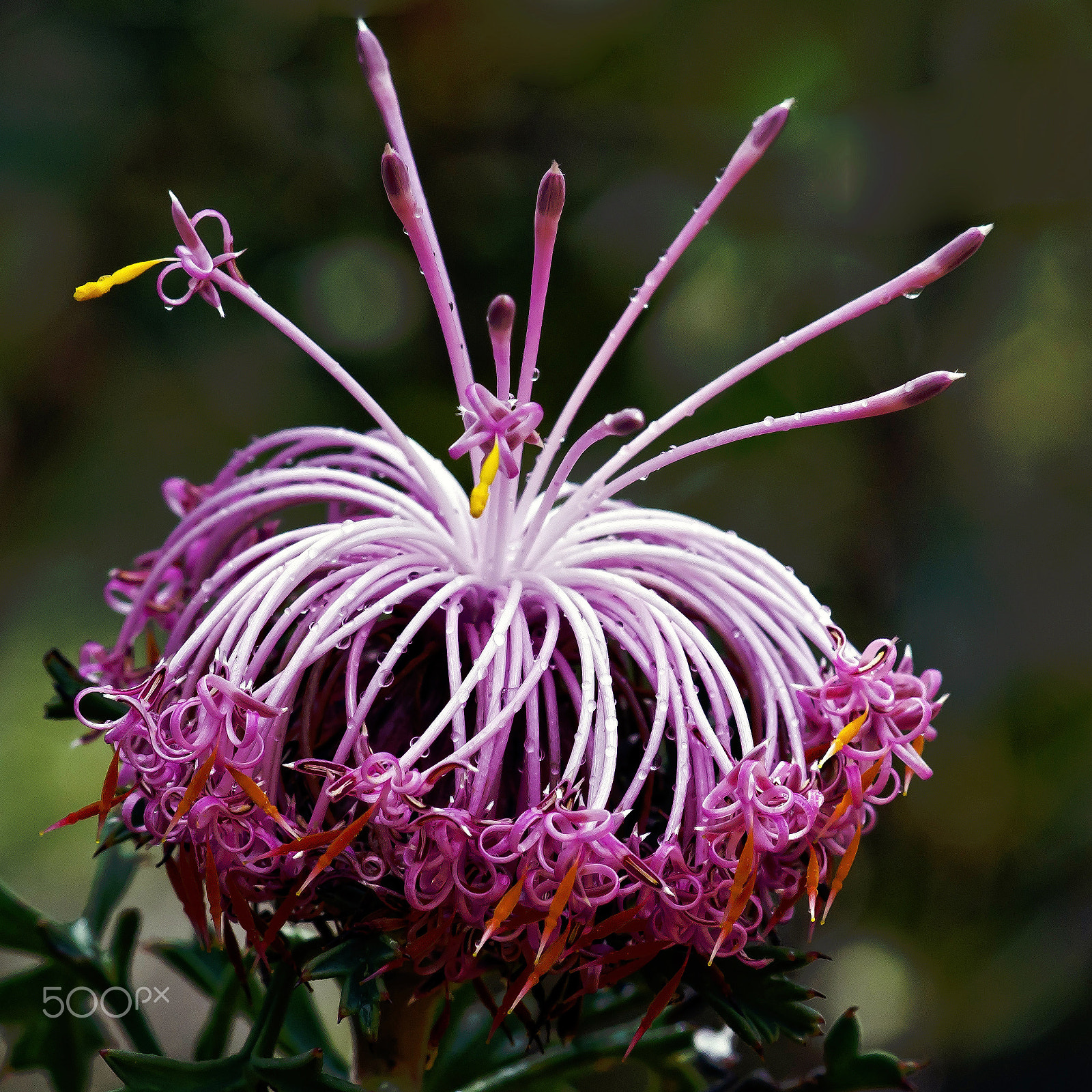 Sony SLT-A55 (SLT-A55V) sample photo. Wildflowers photography