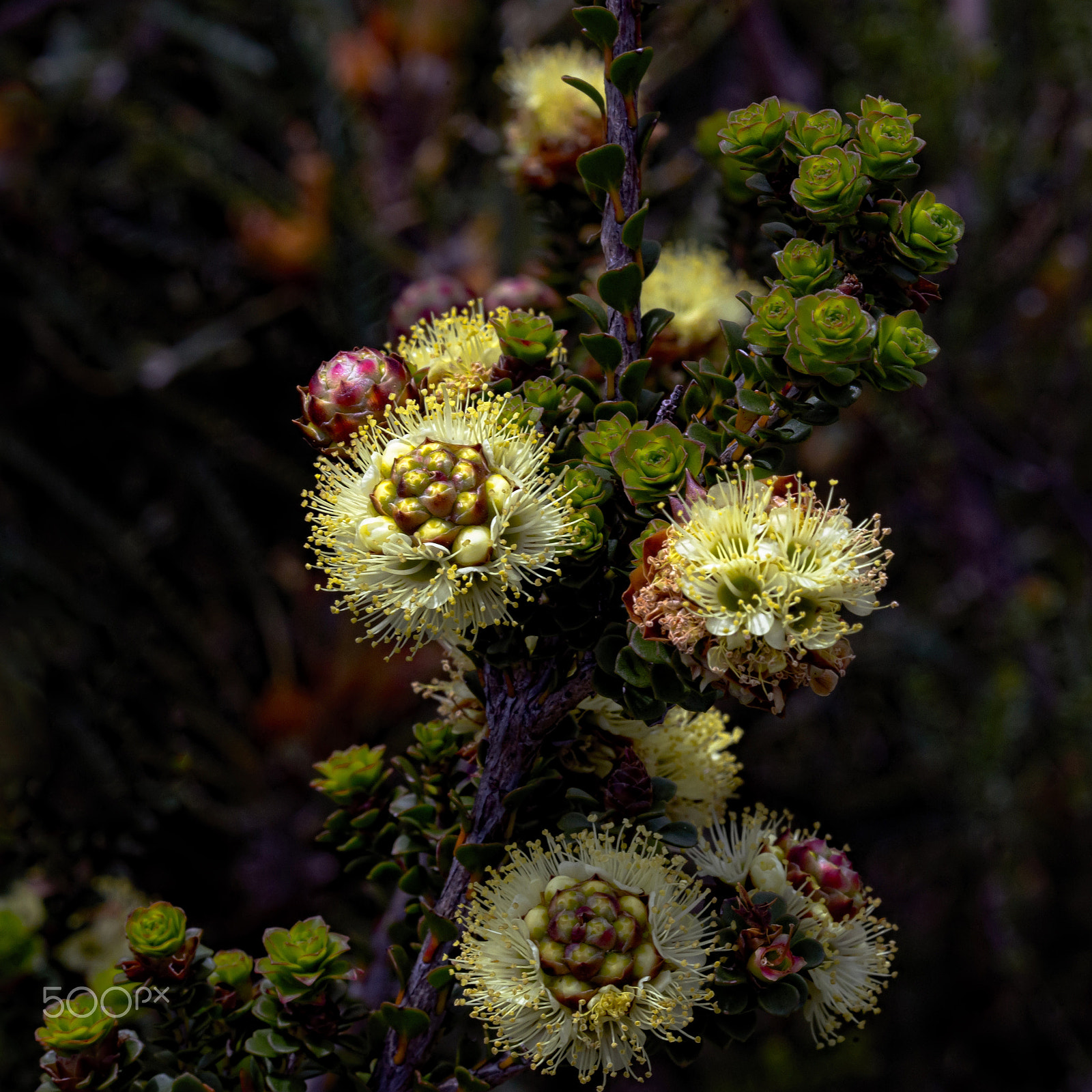 Sony a99 II + Sony 100mm F2.8 Macro sample photo. Wildflowers photography