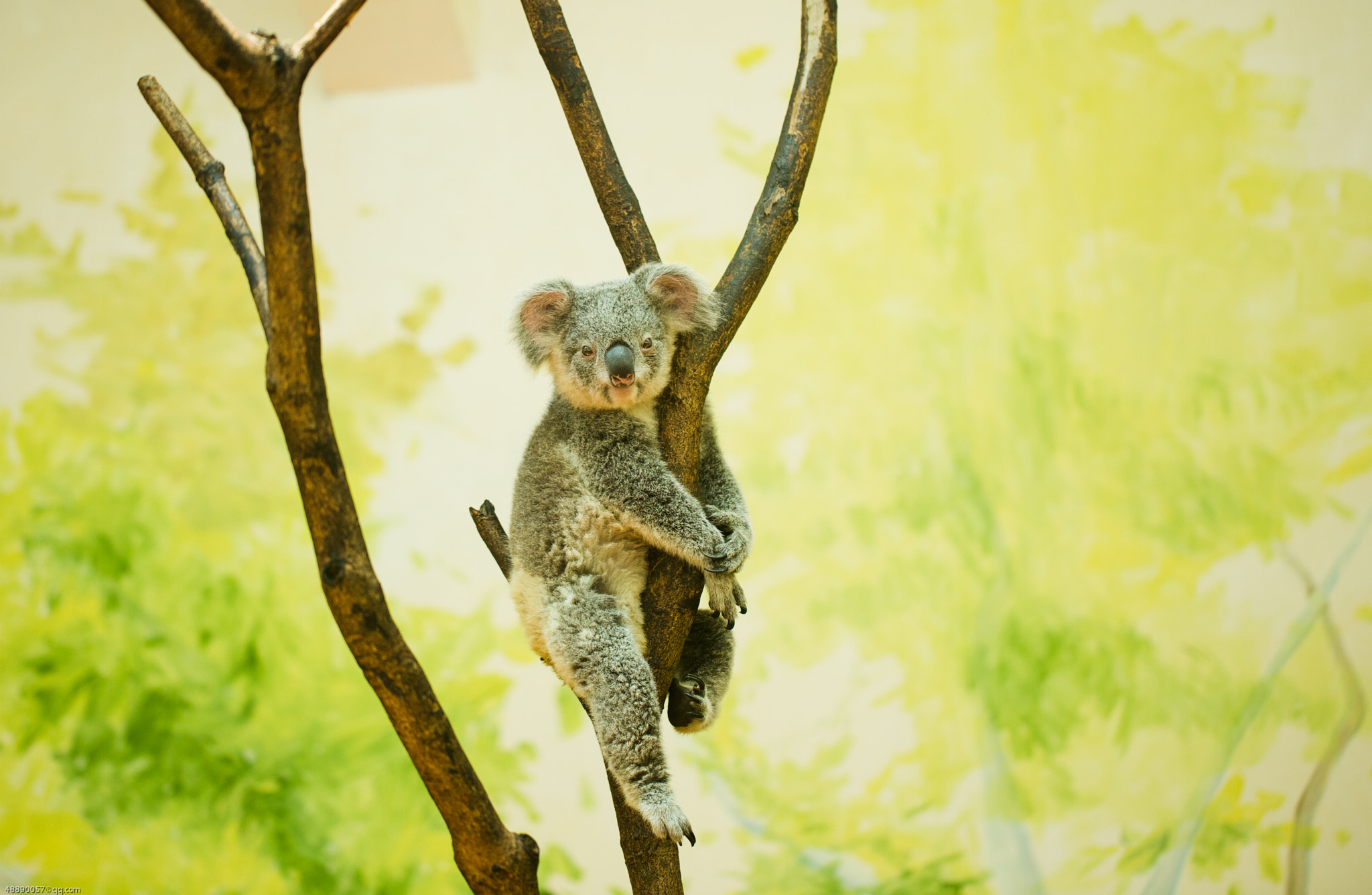 Canon EOS 6D + Canon EF 100mm F2.8L Macro IS USM sample photo. The koala photography