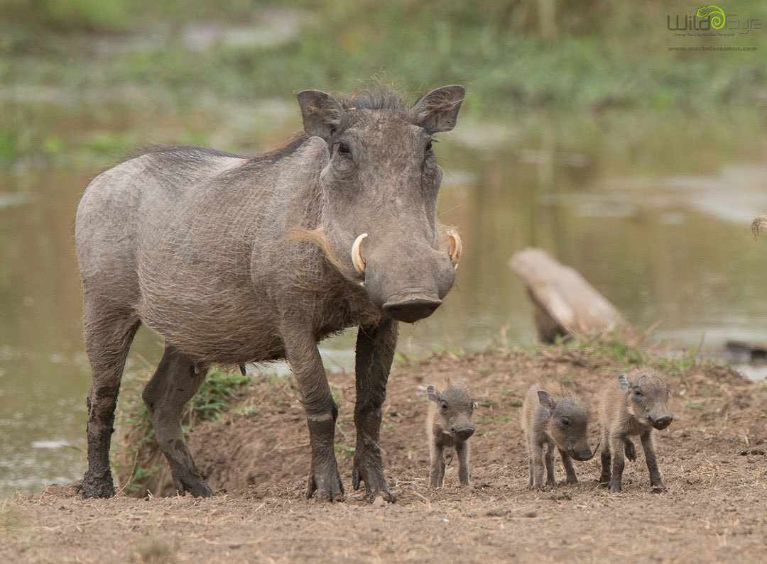 Nikon AF-S Nikkor 400mm F2.8G ED VR II sample photo. Pumbaa piglets photography
