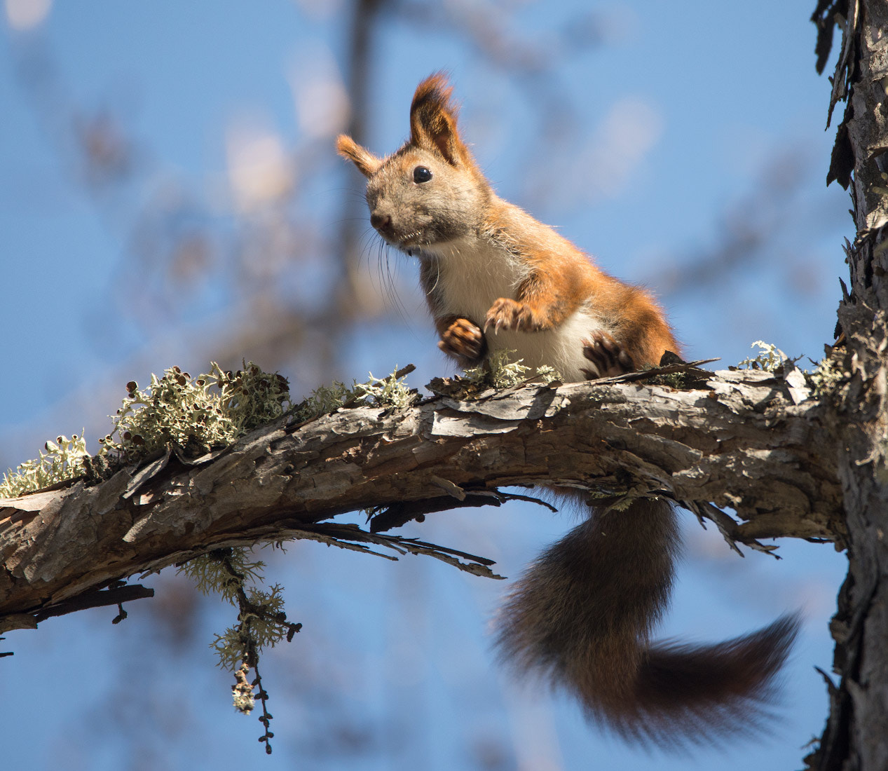 Sigma 150-600mm F5-6.3 DG OS HSM | C sample photo. Дирижер  ) photography