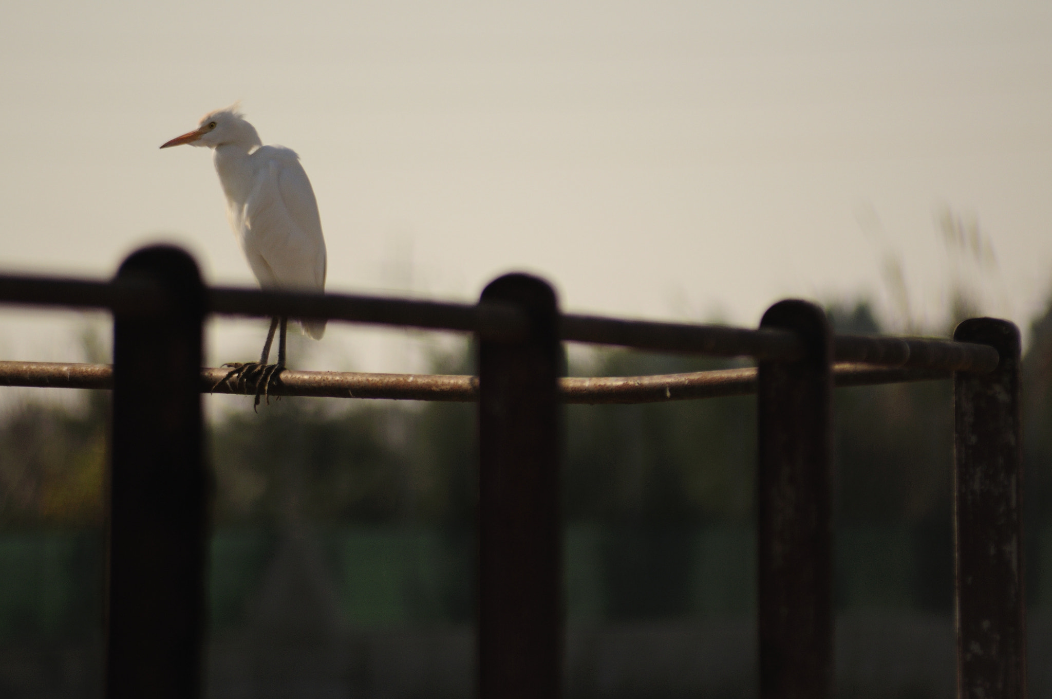 Sigma 70-300mm F4-5.6 APO Macro Super II sample photo