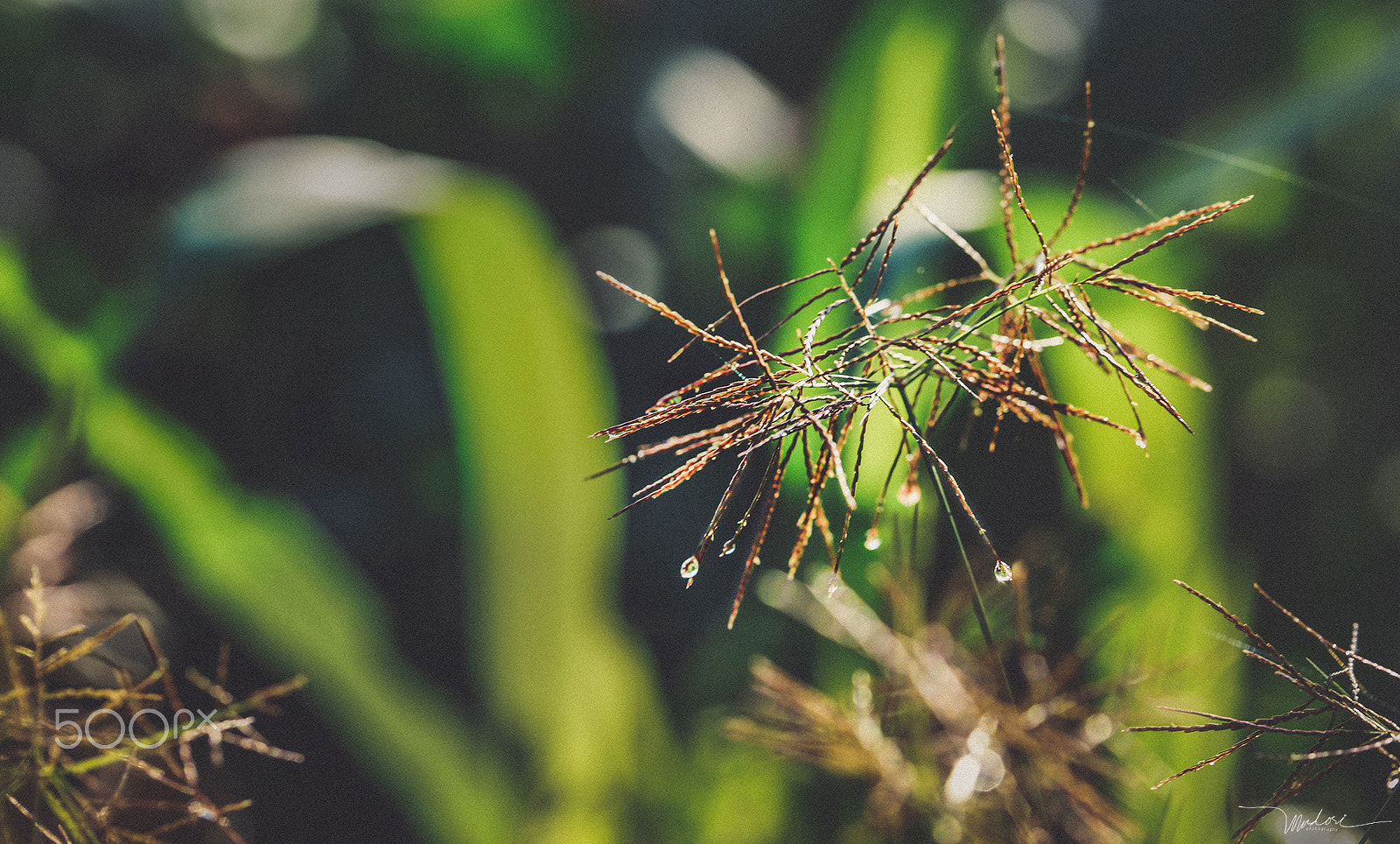 Canon EOS 6D + Canon EF 100mm F2.8L Macro IS USM sample photo. Good morning sunshine photography