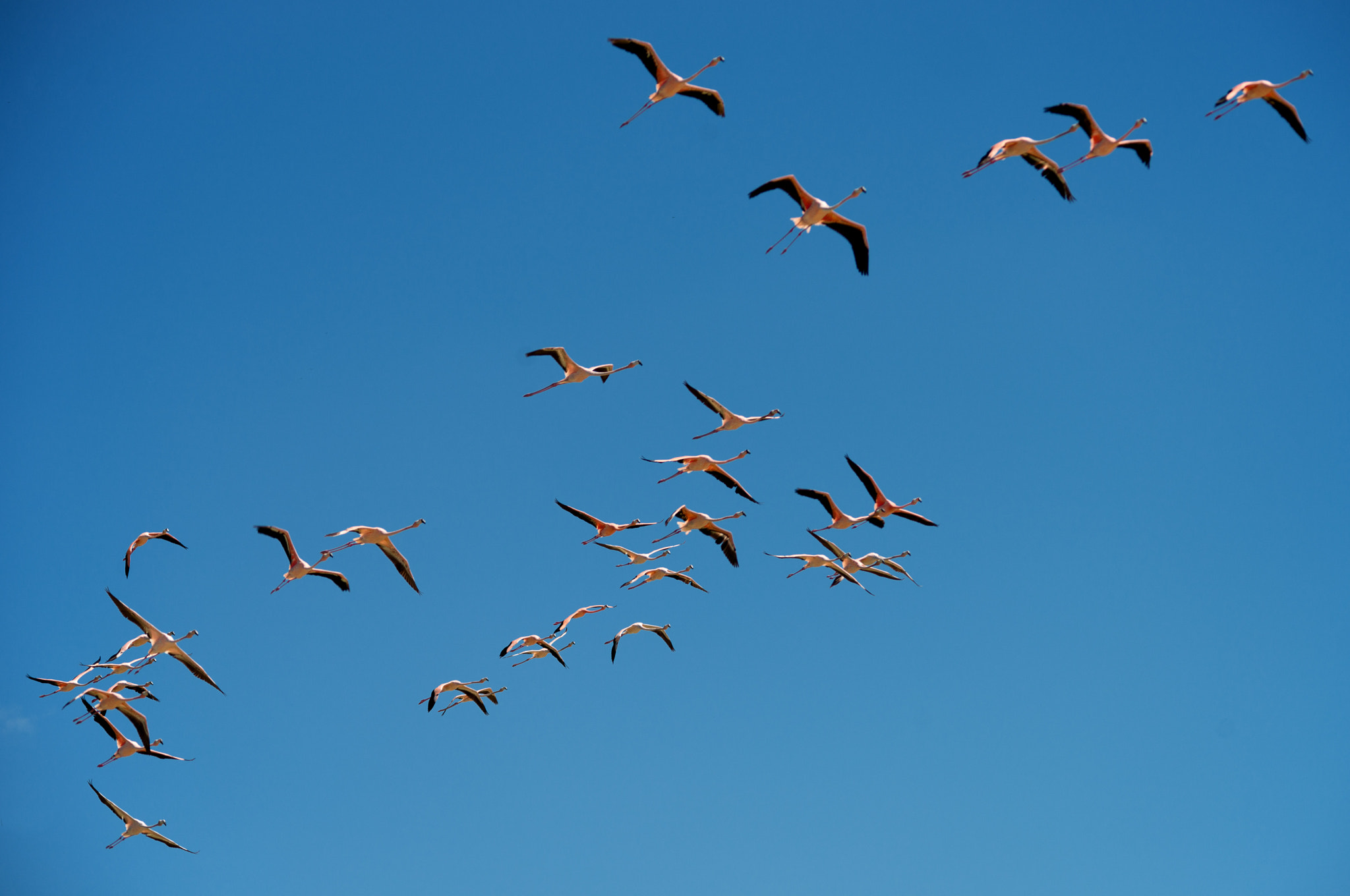 Nikon D800 sample photo. The flight of flamingo photography
