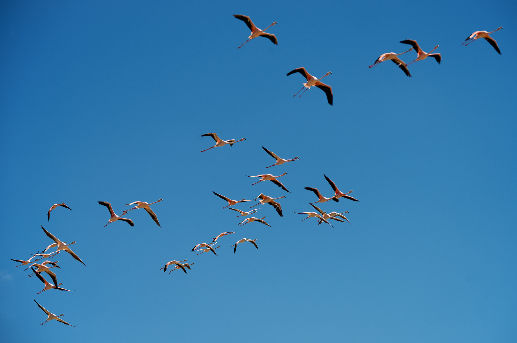 Sigma 150-500mm F5-6.3 DG OS HSM sample photo. The flight of flamingo photography