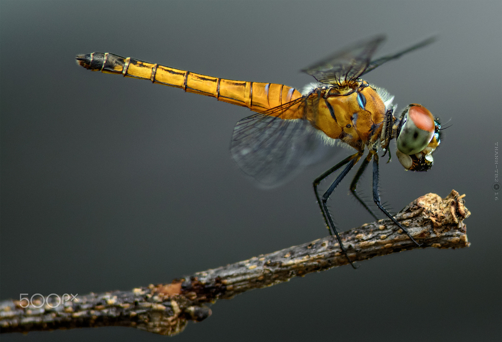 Nikon D7100 + Nikon AF Nikkor 180mm F2.8D ED-IF sample photo. Dsc photography
