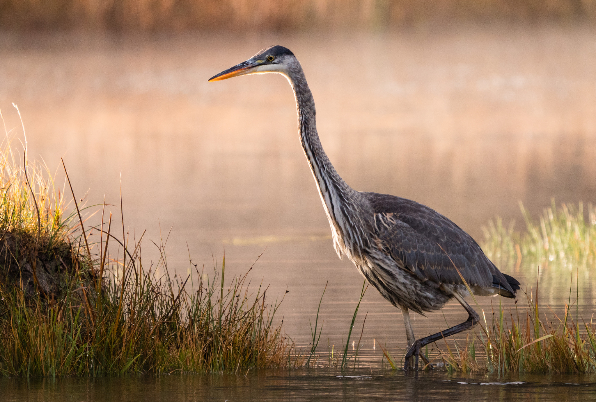 Panasonic Lumix DMC-GX8 + LEICA DG 100-400/F4.0-6.3 sample photo. Morning hunt photography