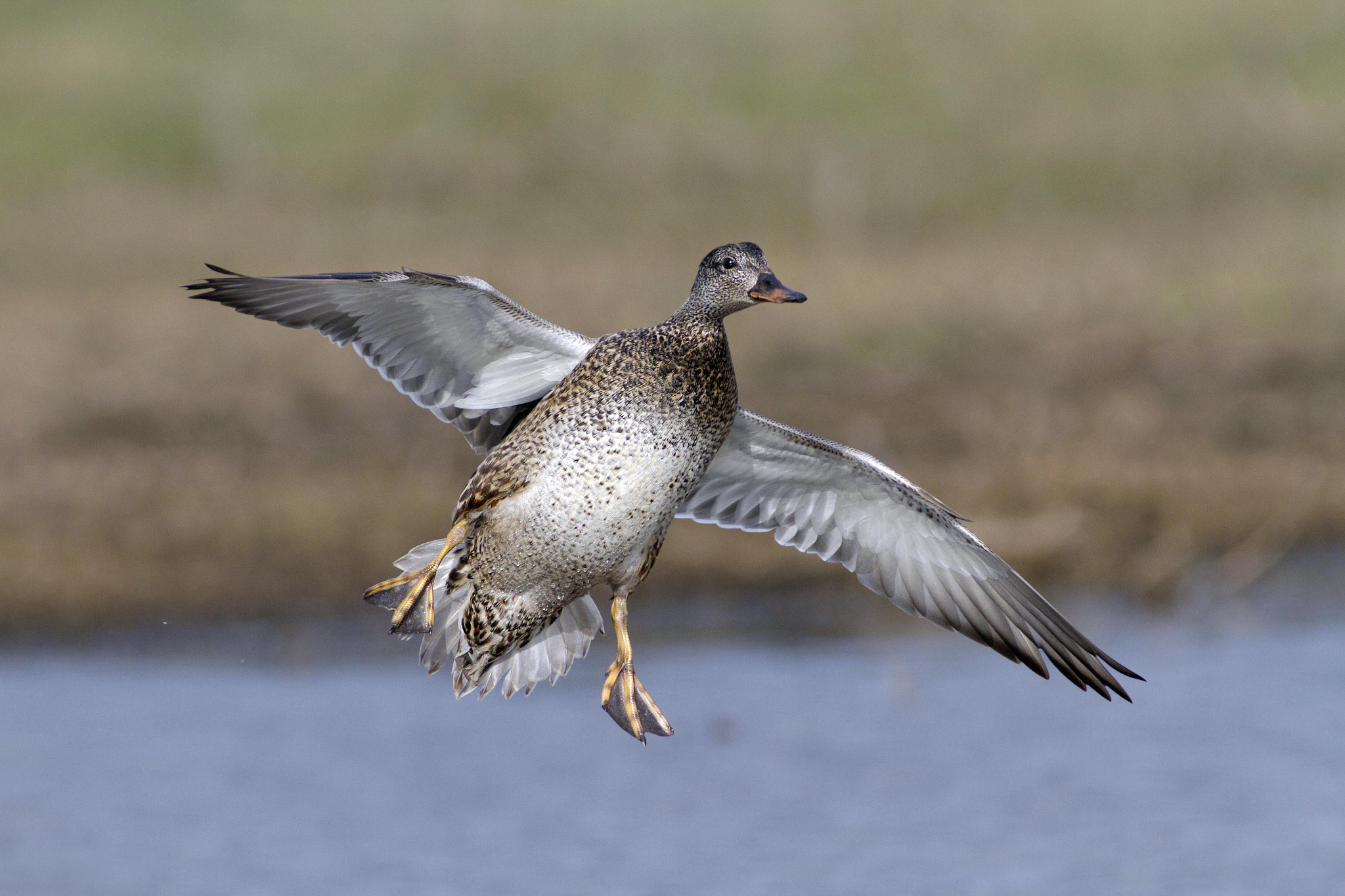 Canon EOS 7D + Canon EF 300mm f/2.8L + 2x sample photo. Gadwall photography