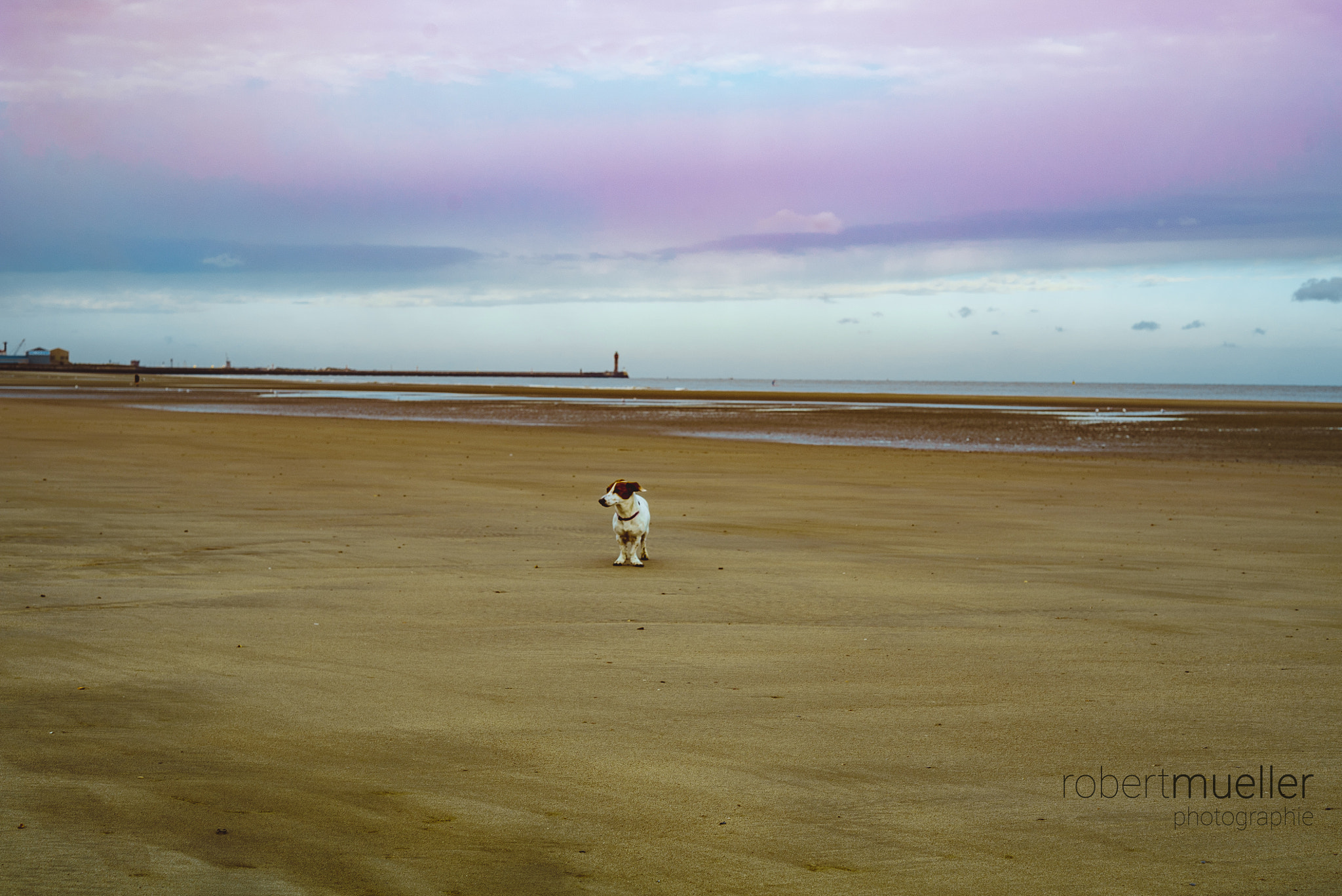 E 50mm F2 sample photo. Puppy on the beach photography