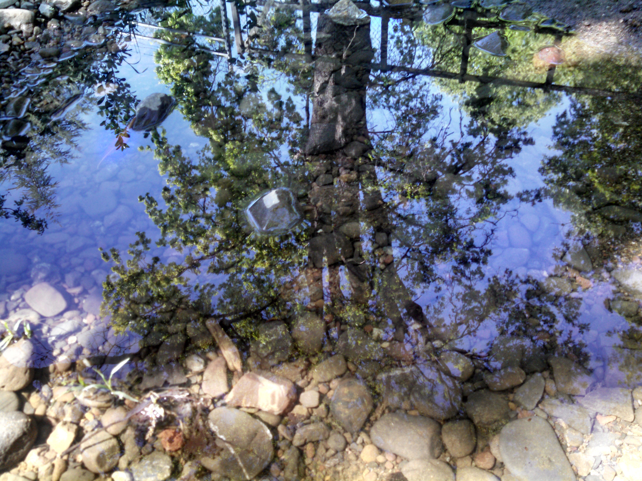 Motorola Electrify M sample photo. Tree in the creek -reflection in rain filled creek. photography