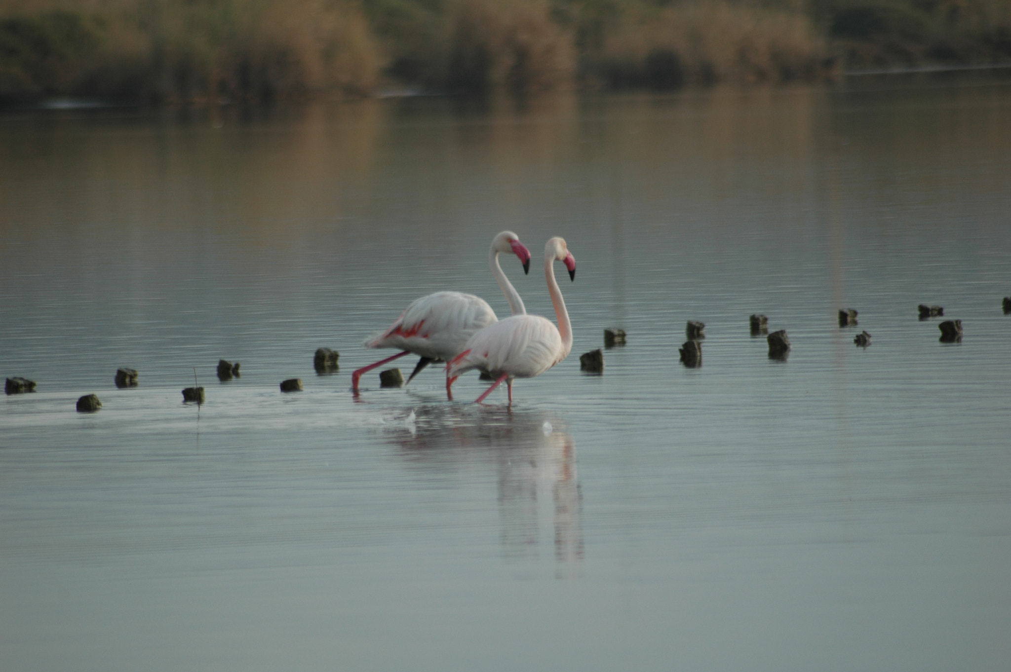Nikon D70 sample photo. Flamingos, sardinia photography