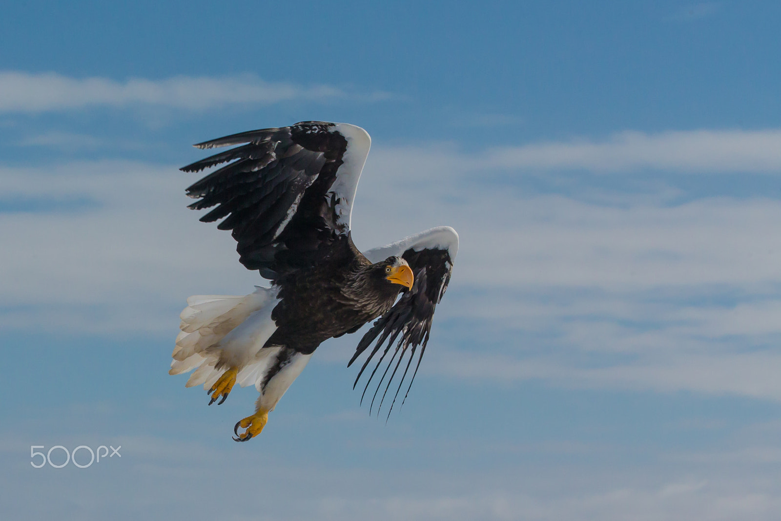 Canon EOS-1D X sample photo. Flying away 1 photography