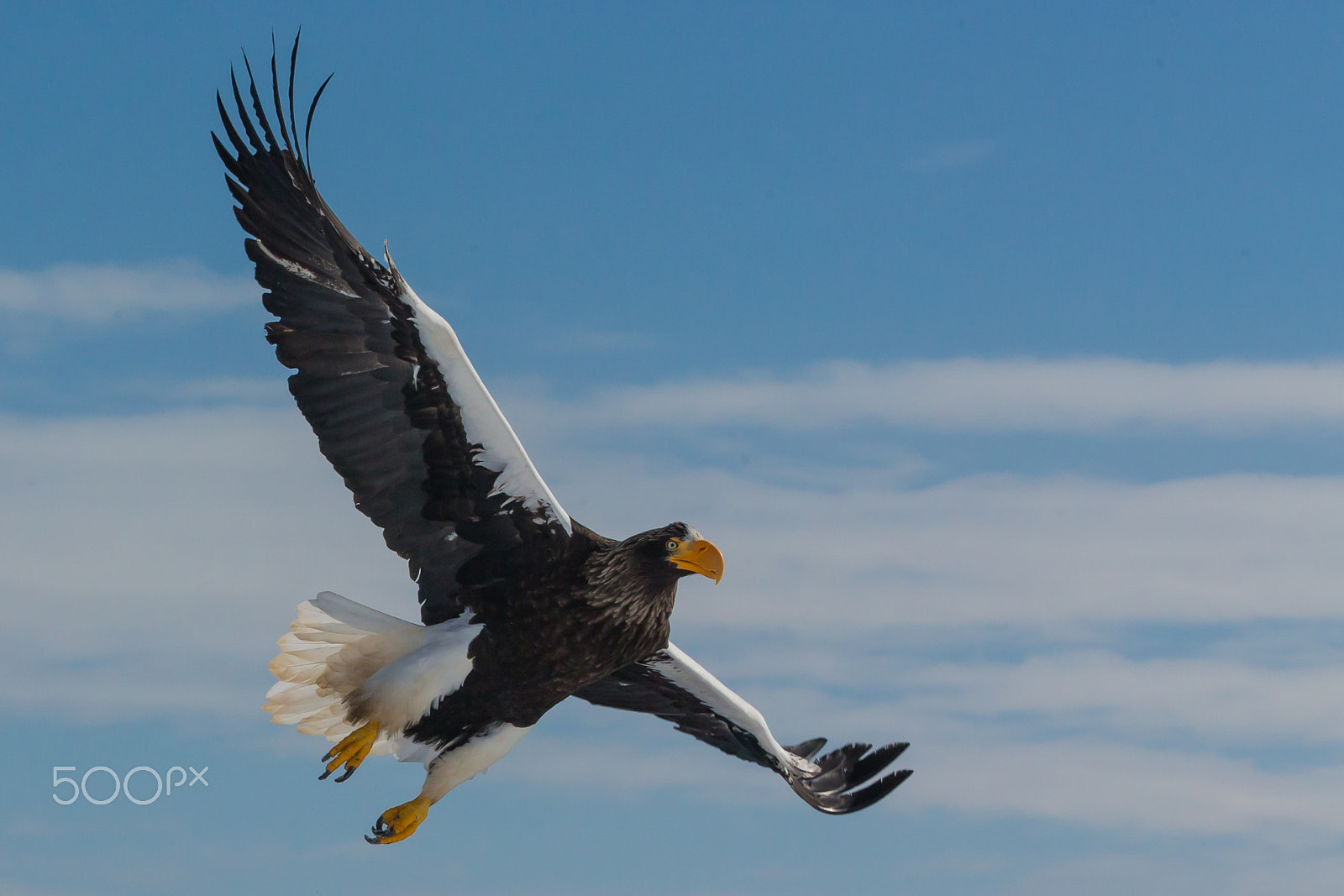 Canon EOS-1D X sample photo. Flying away 2 photography