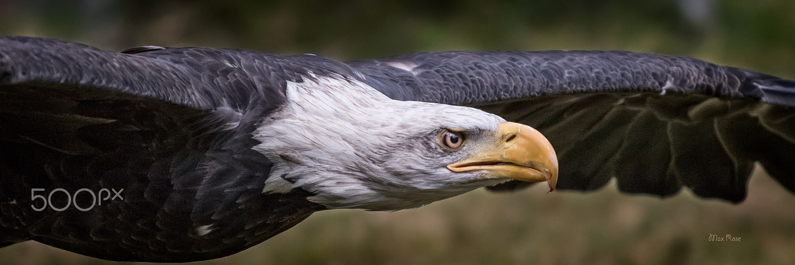 Canon EOS 80D + Canon EF 70-200mm F4L USM sample photo. Flying like a eagle photography