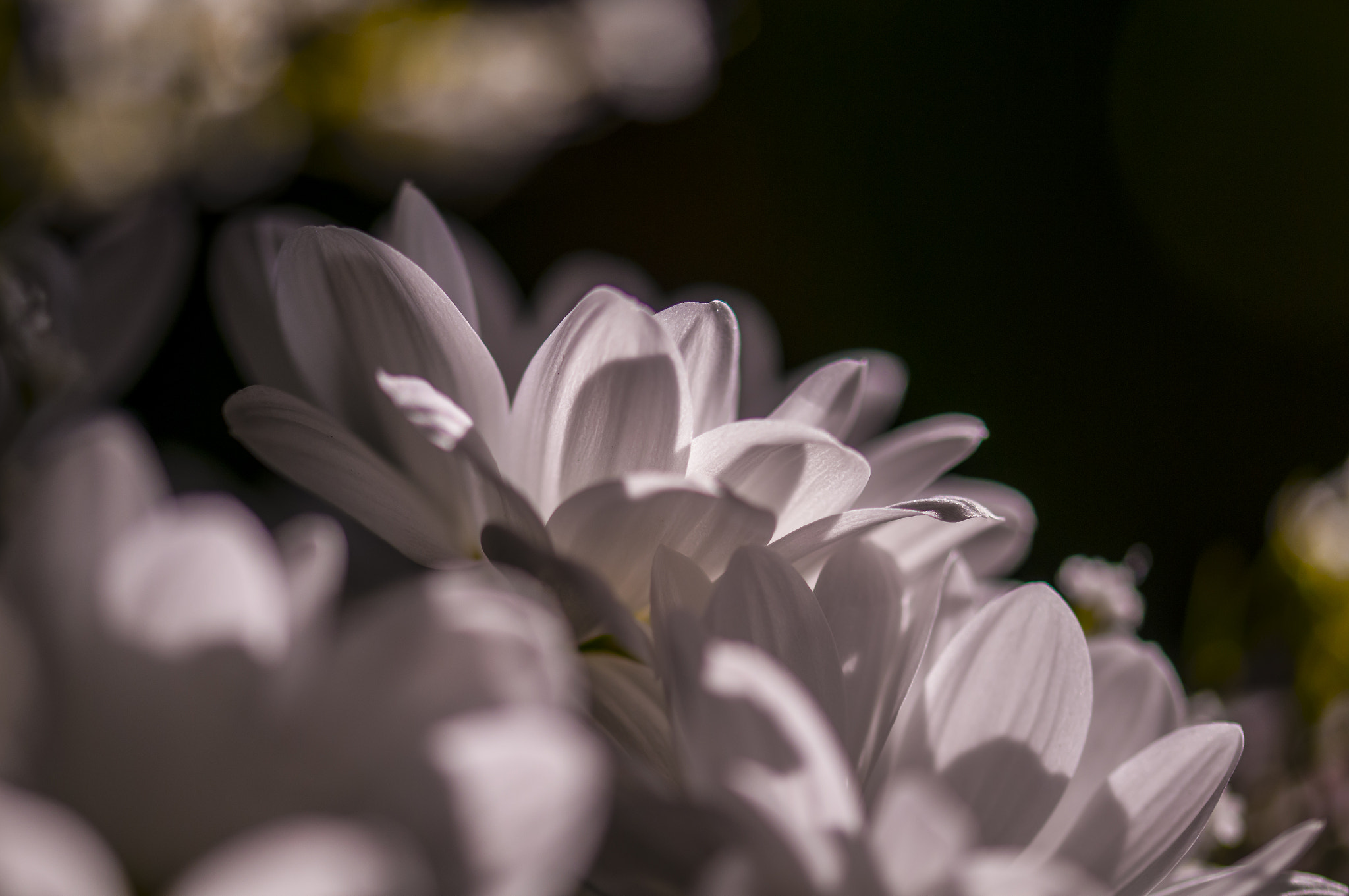 Sigma 105mm F2.8 EX DG OS HSM sample photo. Bl0016 photography