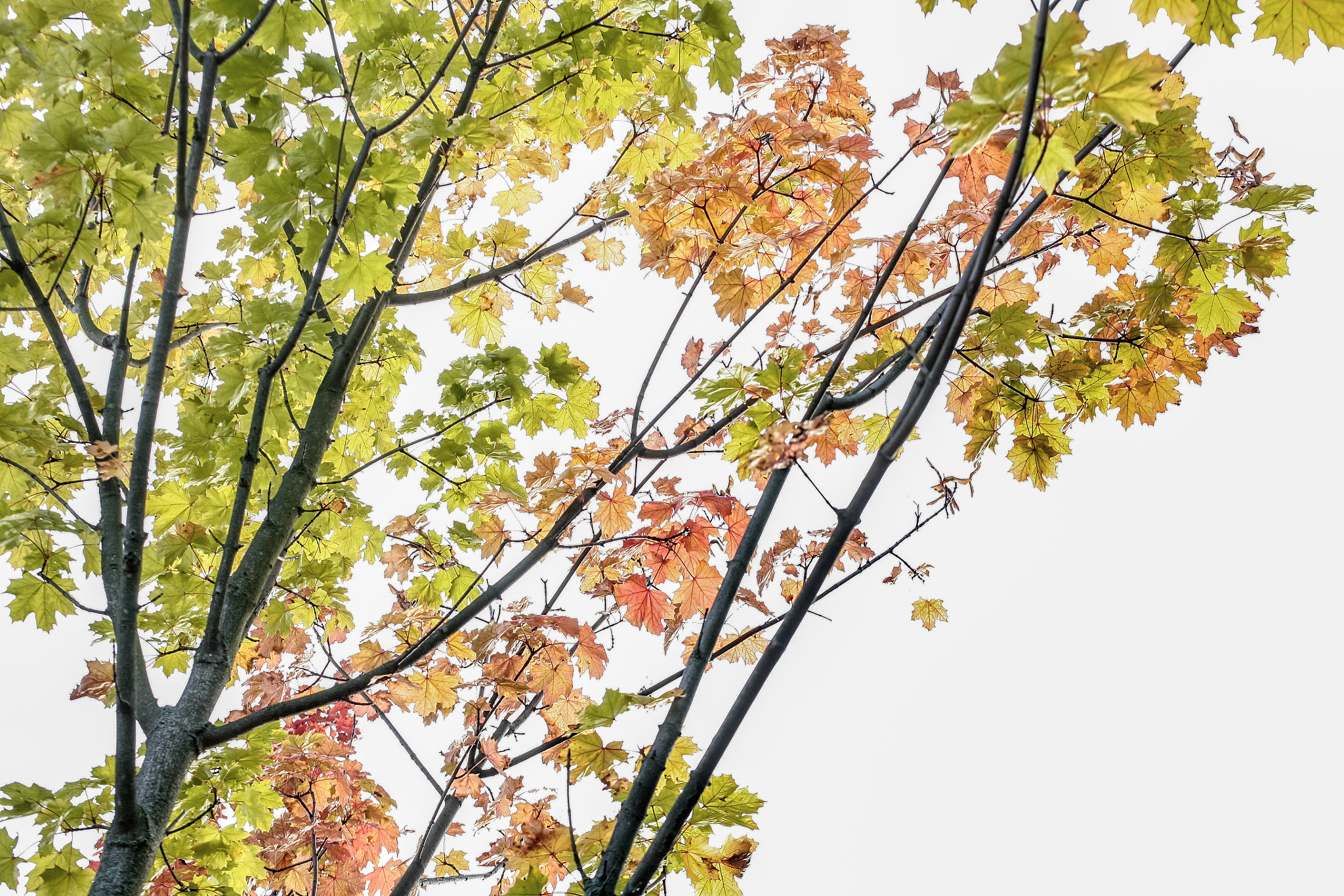 Canon EOS 5D + Canon EF 50mm F2.5 Macro sample photo. Autumn leaves photography