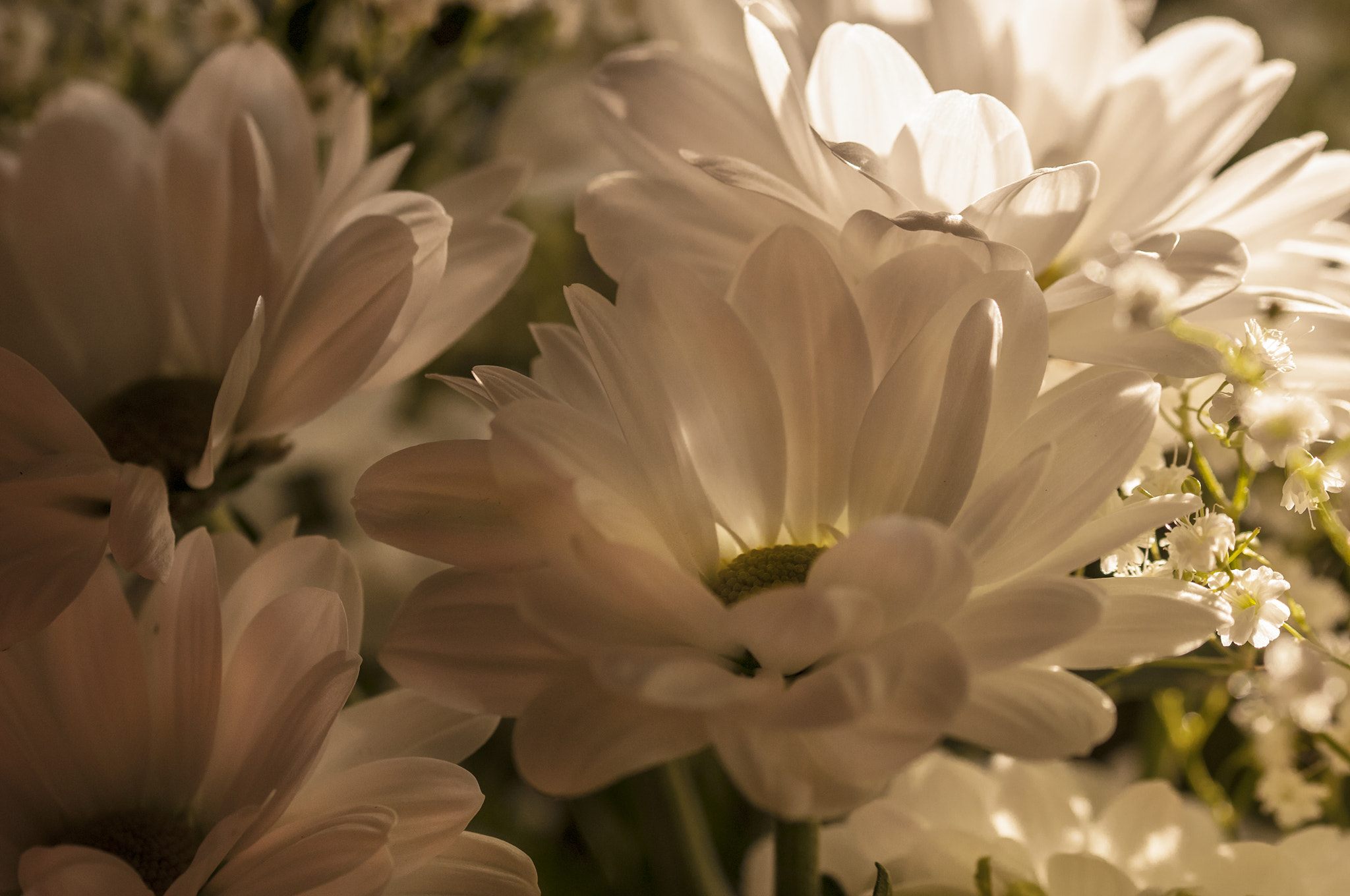 Sigma 105mm F2.8 EX DG OS HSM sample photo. Bl0017 photography