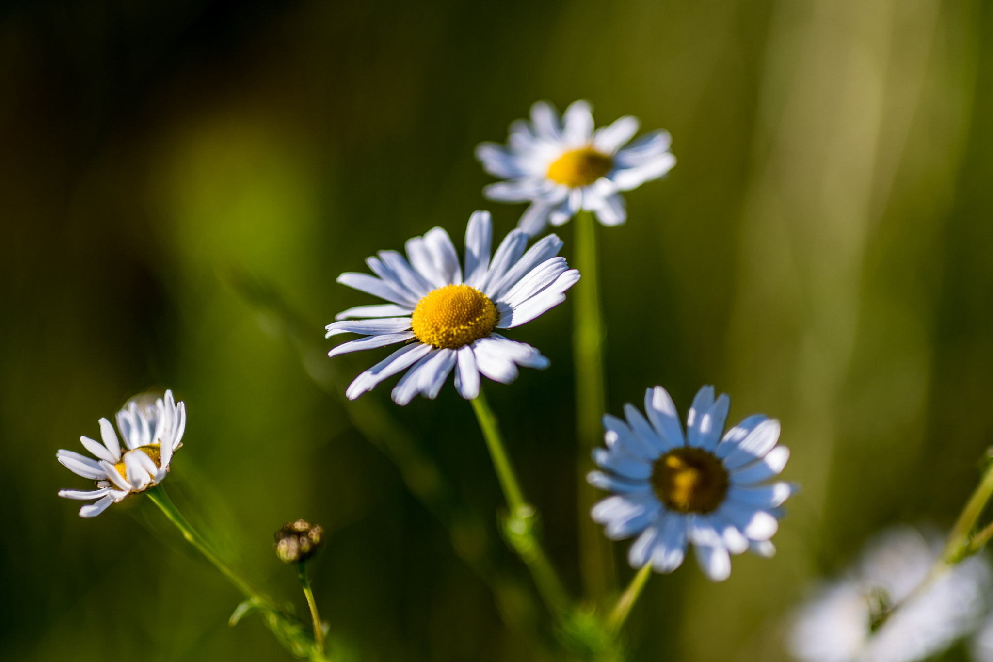 Nikon D500 sample photo. Gääänjäblüümchen! photography