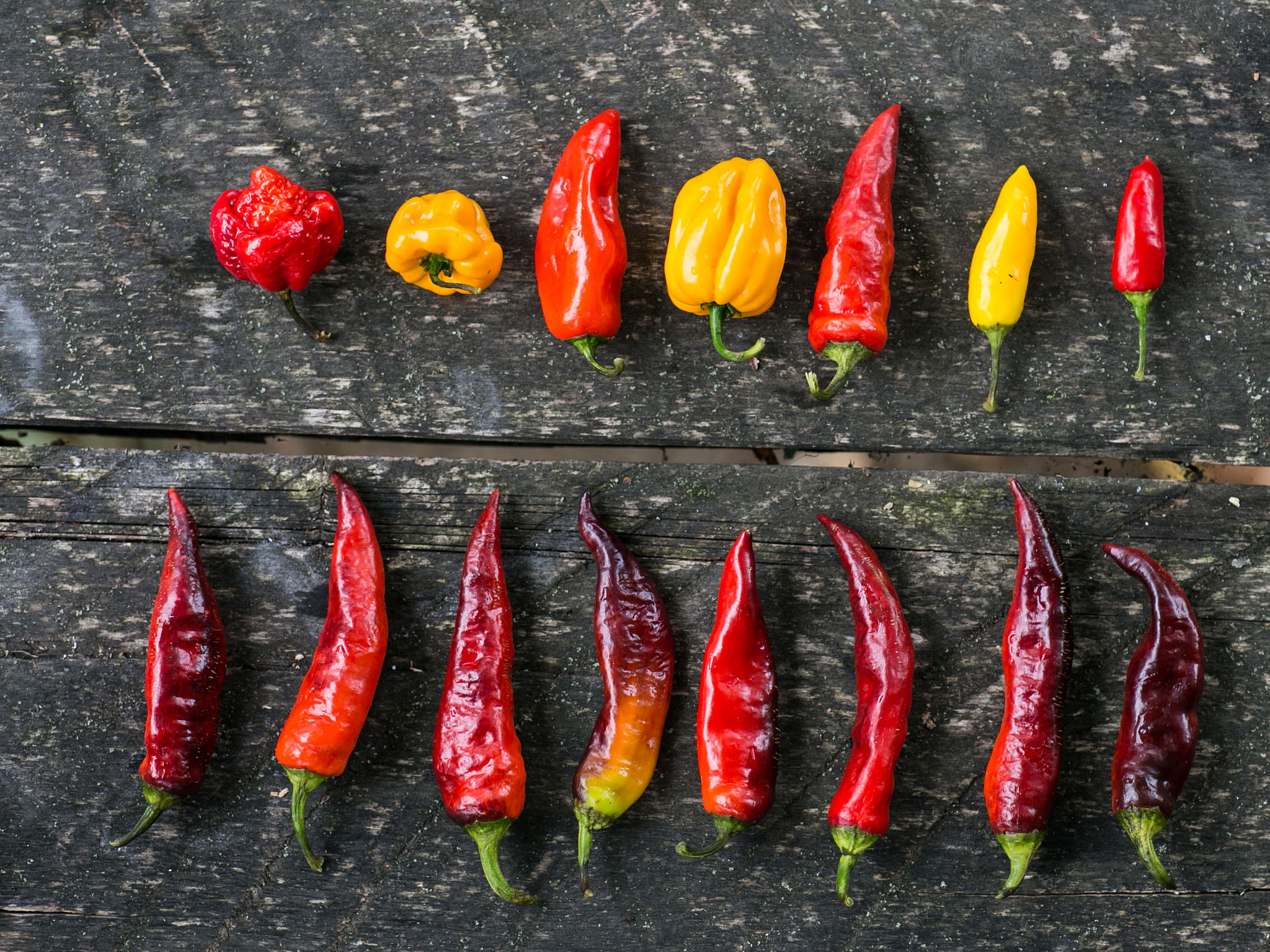 Canon EOS 6D + Tamron SP AF 90mm F2.8 Di Macro sample photo. Chilli peppers photography