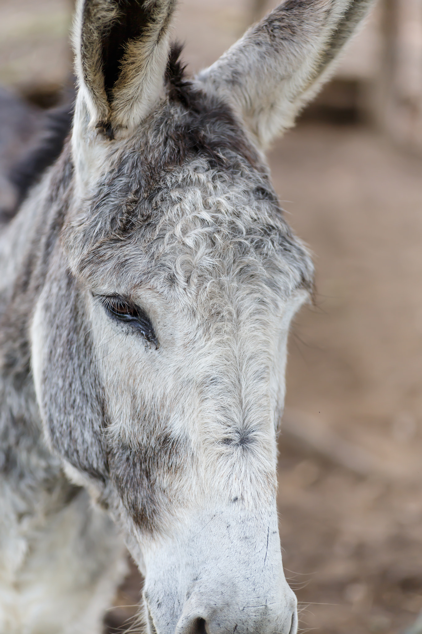 Canon EOS 6D sample photo. Grey donkey closeup detail from a nicaraguan farm photography