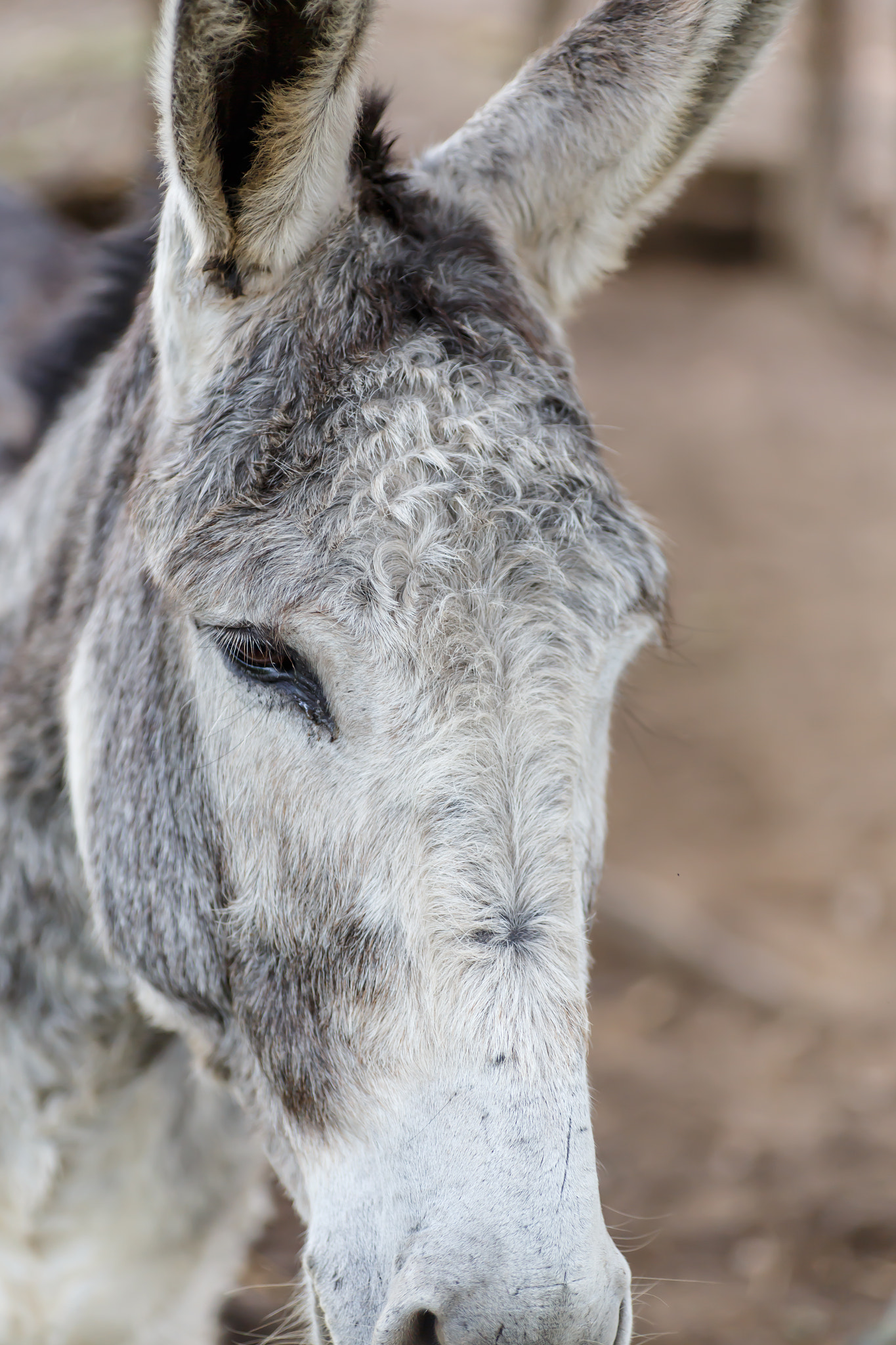 Tamron SP AF 90mm F2.8 Di Macro sample photo. Grey donkey closeup detail from a nicaraguan farm photography