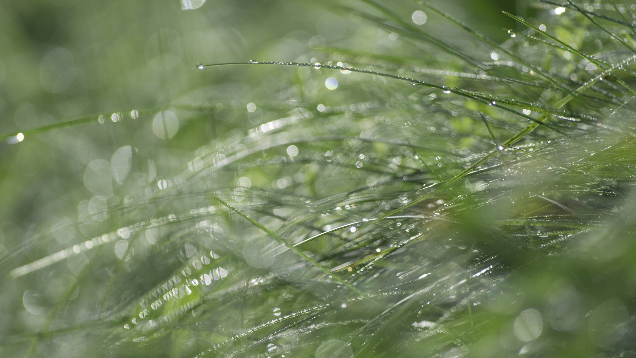 Sony 75-300mm F4.5-5.6 sample photo. Abstract macro photography
