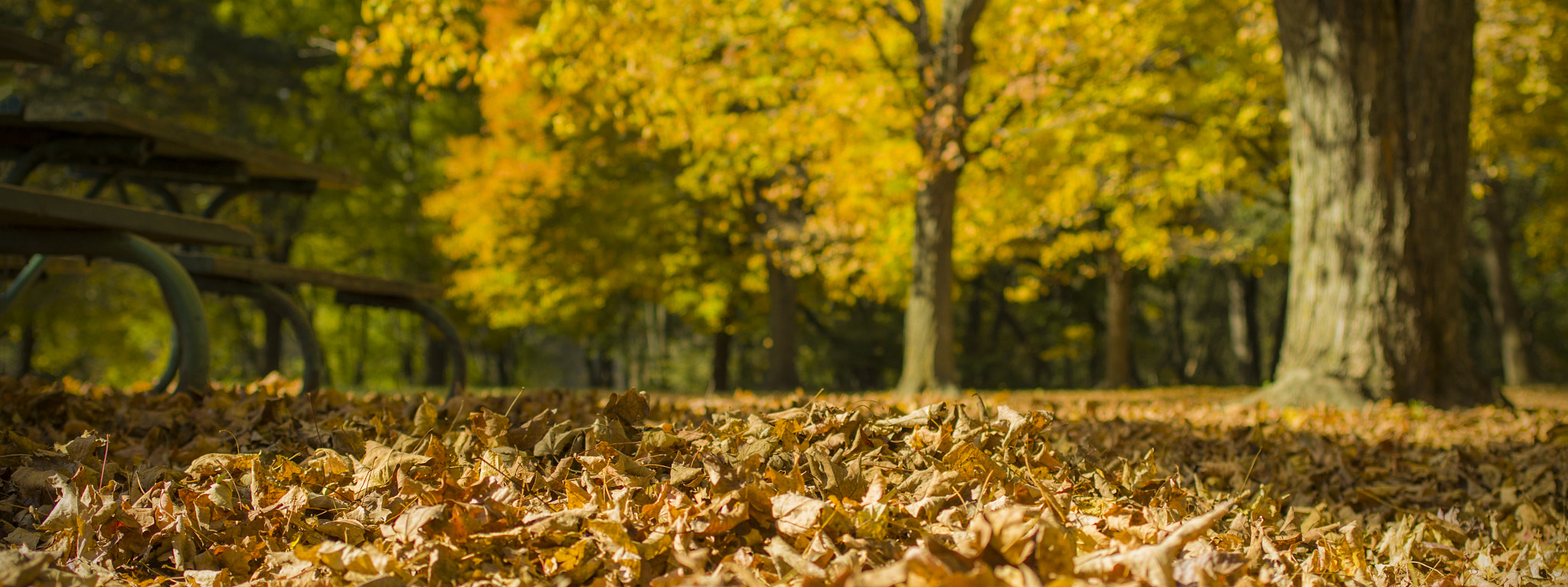 Pentax K-50 sample photo. Fall leaves photography